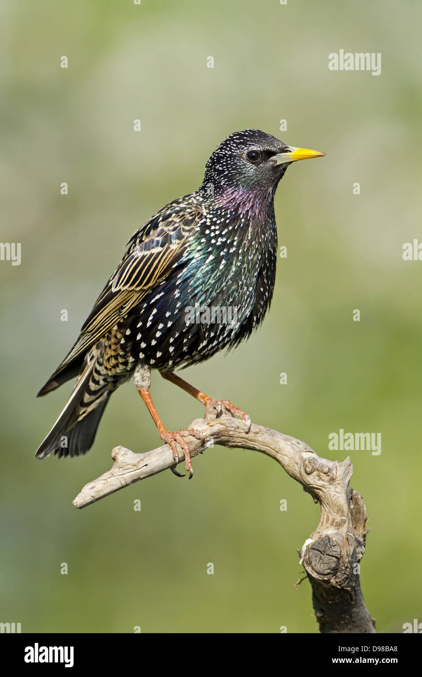 L'Étourneau sansonnet Étourneau sansonnet, l'étourneau, Sturnus vulgaris, oiseau, Vogel, Star Banque D'Images