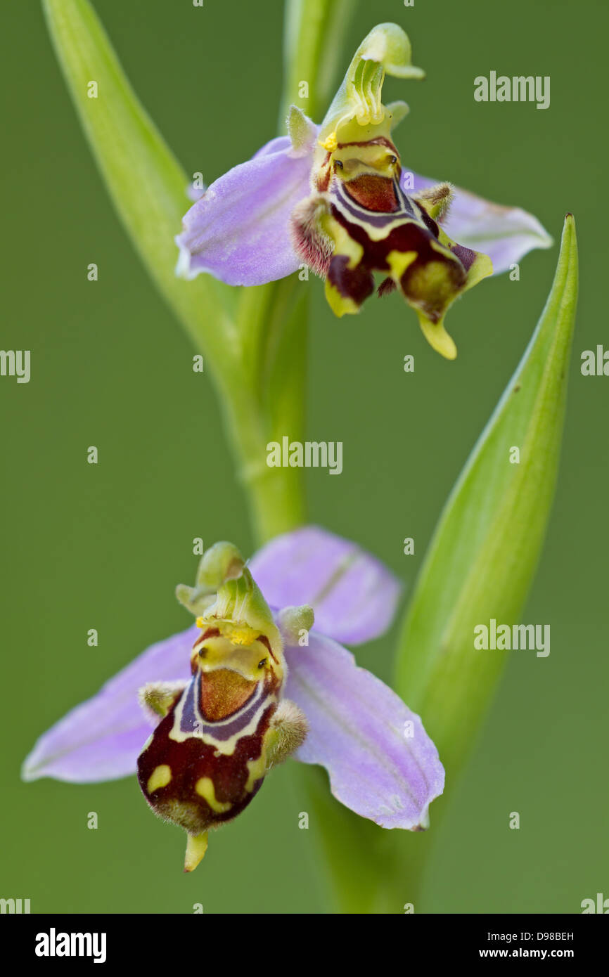 Bienenragwurz, Bienen-Ragwurz, Ophrys apifera, l'orchidée abeille Banque D'Images