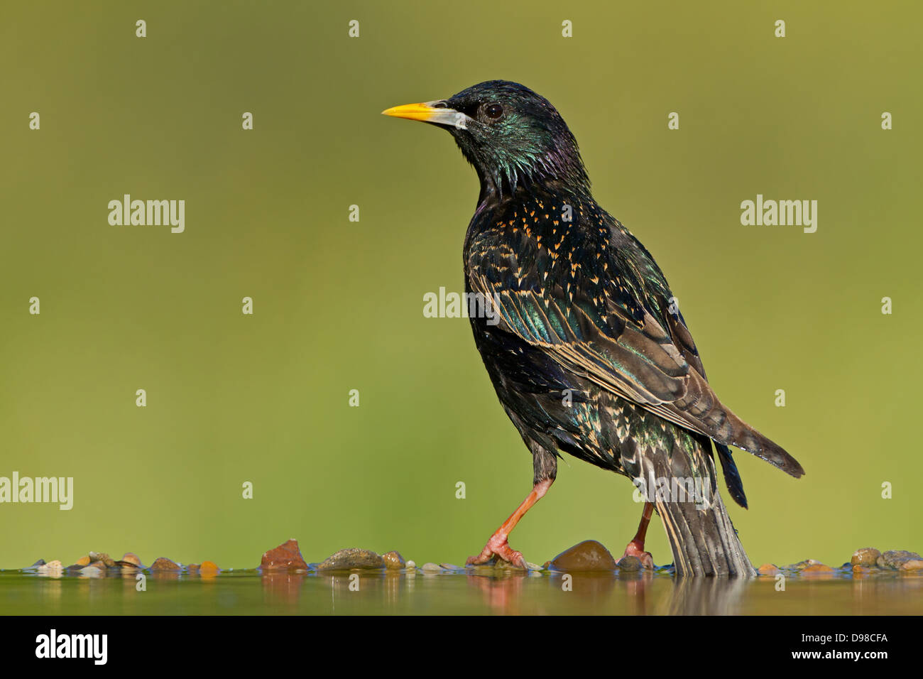 L'Étourneau sansonnet Étourneau sansonnet, l'étourneau, Sturnus vulgaris, oiseau, Vogel, Star Banque D'Images