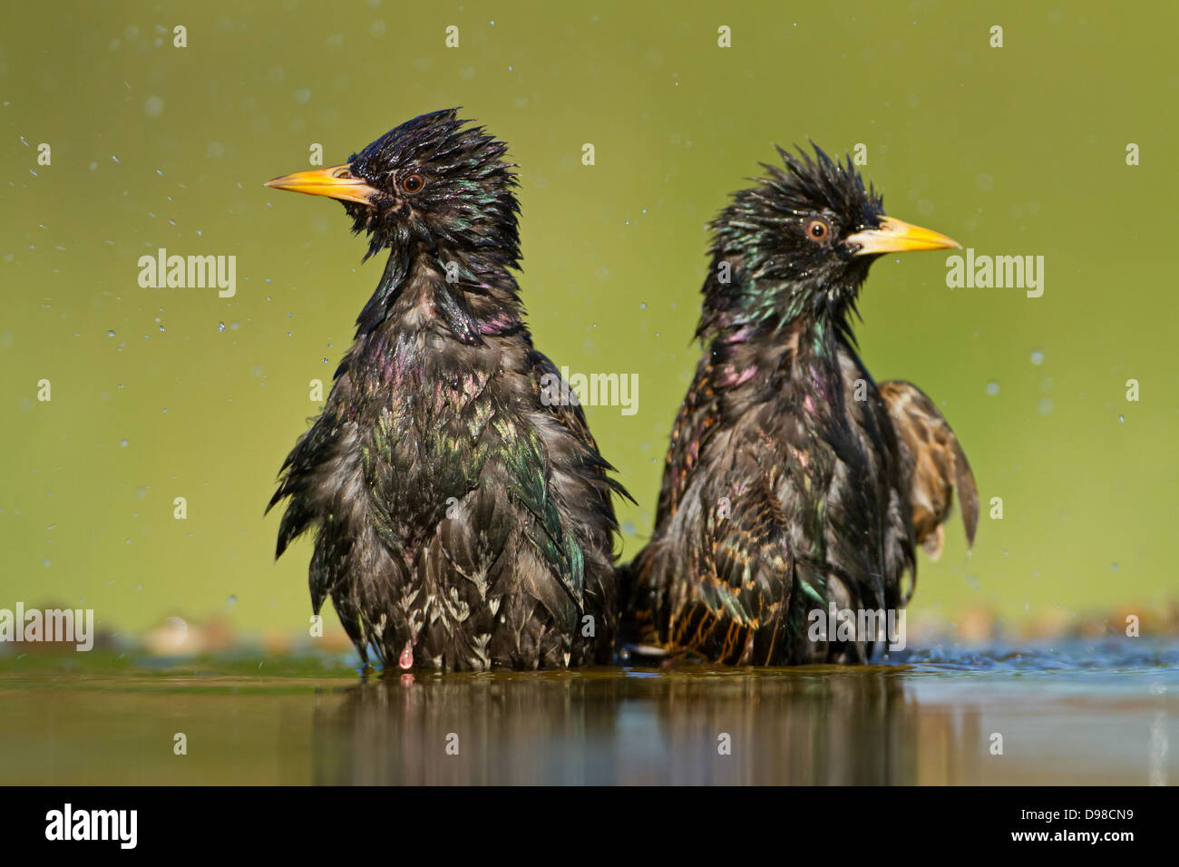 L'Étourneau sansonnet Étourneau sansonnet, l'étourneau, Sturnus vulgaris, oiseau, Vogel, Star Banque D'Images