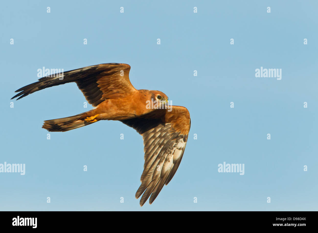 Wiesenweihe, Montagu's Harrier, Montague's, Harrier Circus pygargus Banque D'Images Wiesenweihe, Montagu's Harrier, Montague's, Harrier Circus pygargus Banque D'Images