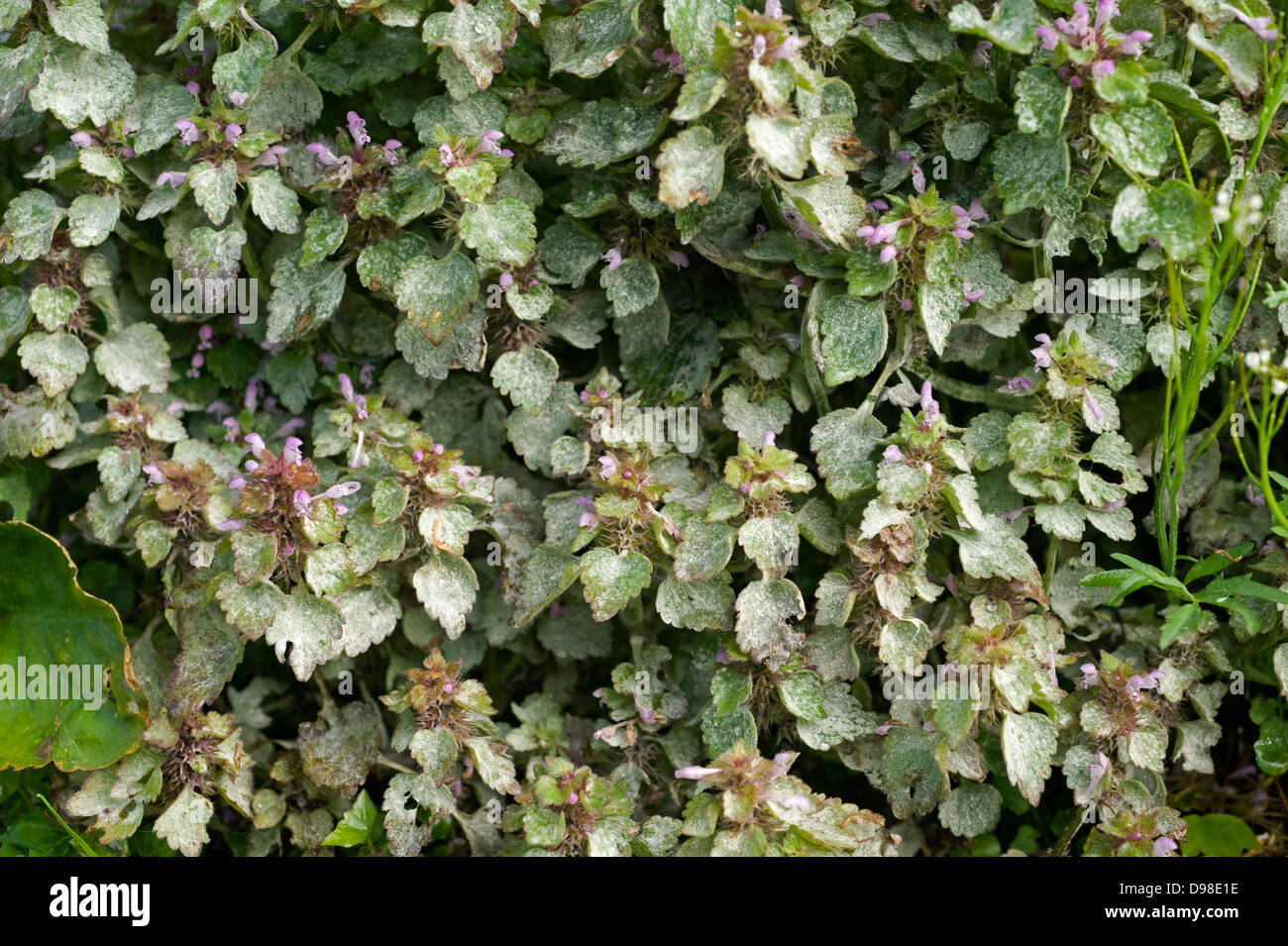 White couvrant de blanc, Erysiphe galeopsidis, sur un jardin rouge Mauvaises herbes deadnettle, Lamium purpureum, feuilles Banque D'Images