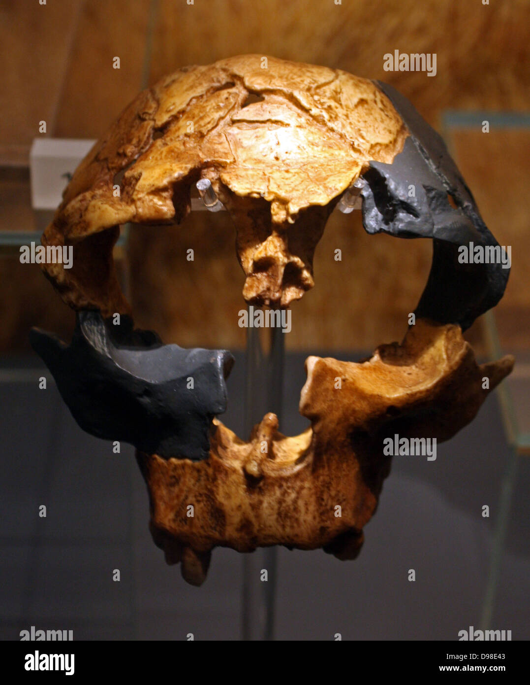 Avec un hominidé de petite taille. Petit-brained. Homo antecessor, Atapuerca crâne, environ 800 000 ans. Cast de la partie combustibles adolescent crâne trouvé à la grotte de Gran Dolina, Sierre de Atapuerca (Espagne) en 1994-1995. Cette espèce vivait en Europe environ 1,2 millions à 800 000 ans. Banque D'Images