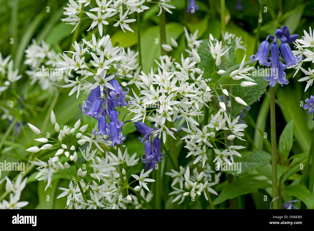 L'ail des ours, Allium ursinum, fleurs blanches bluebells, Hyacinthoides sp., au printemps Banque D'Images