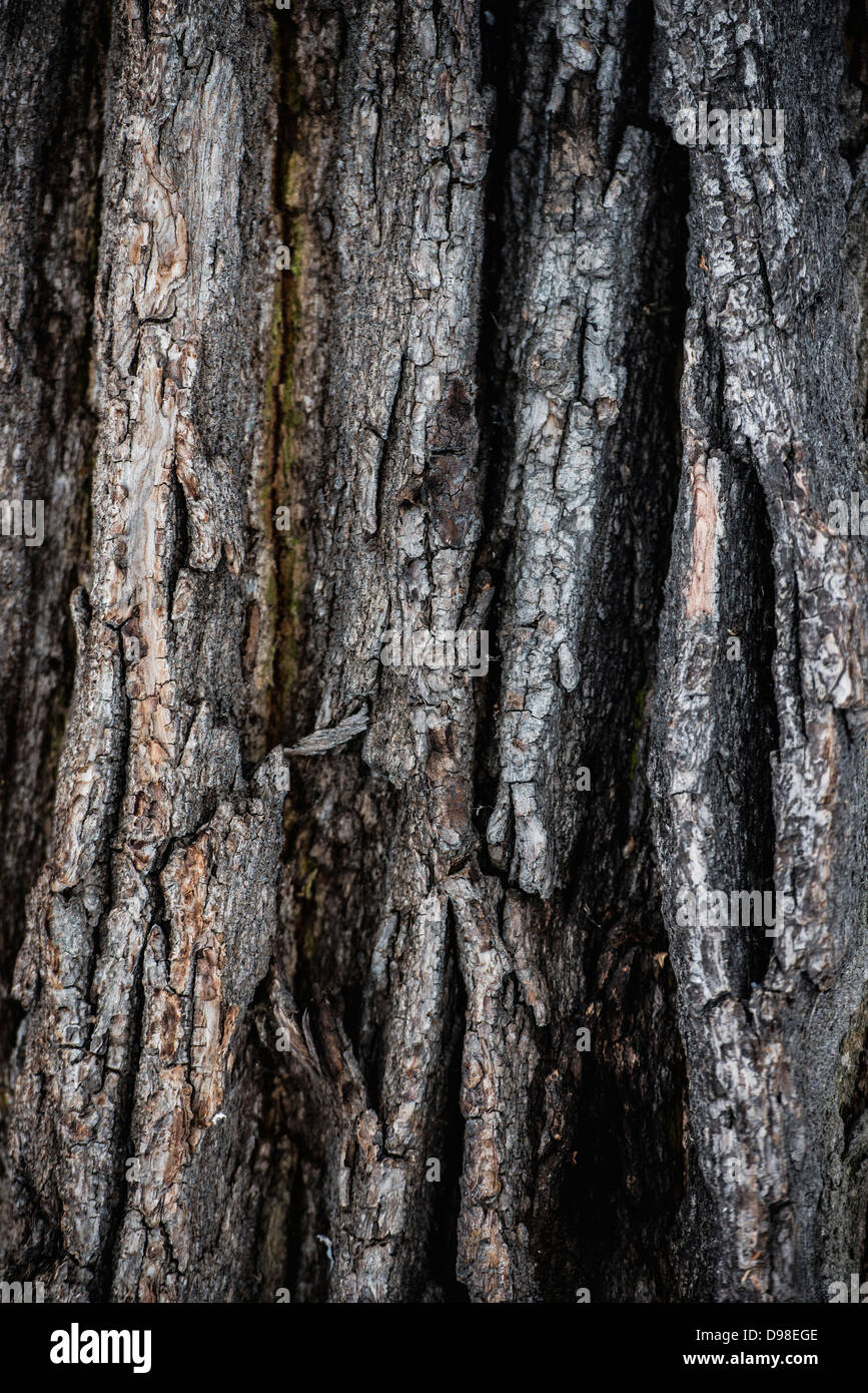 Tronc d'arbre, la Suède. Banque D'Images