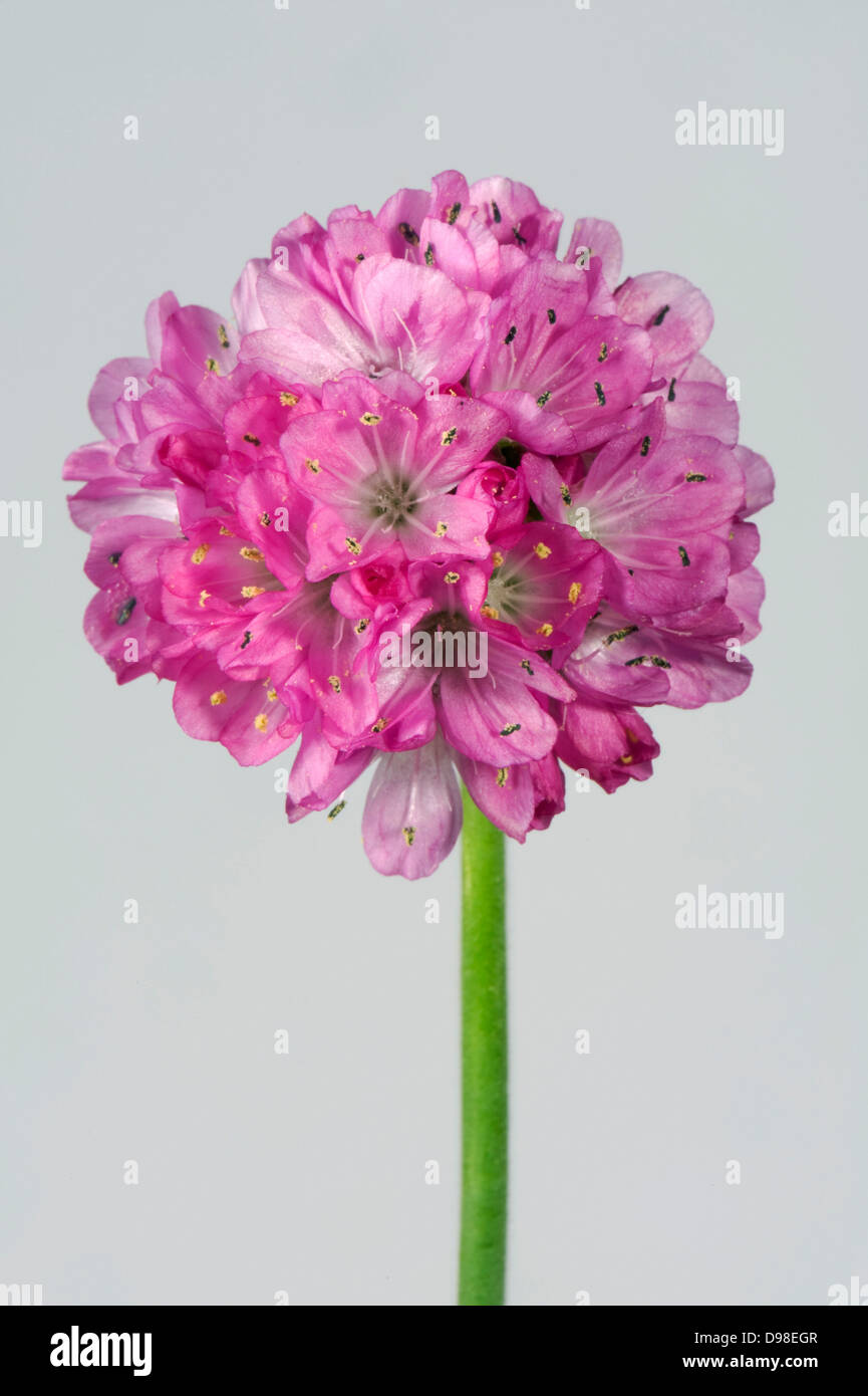 Une fleur, l'Armeria maritima, une plante à fleurs jardin rock Banque D'Images