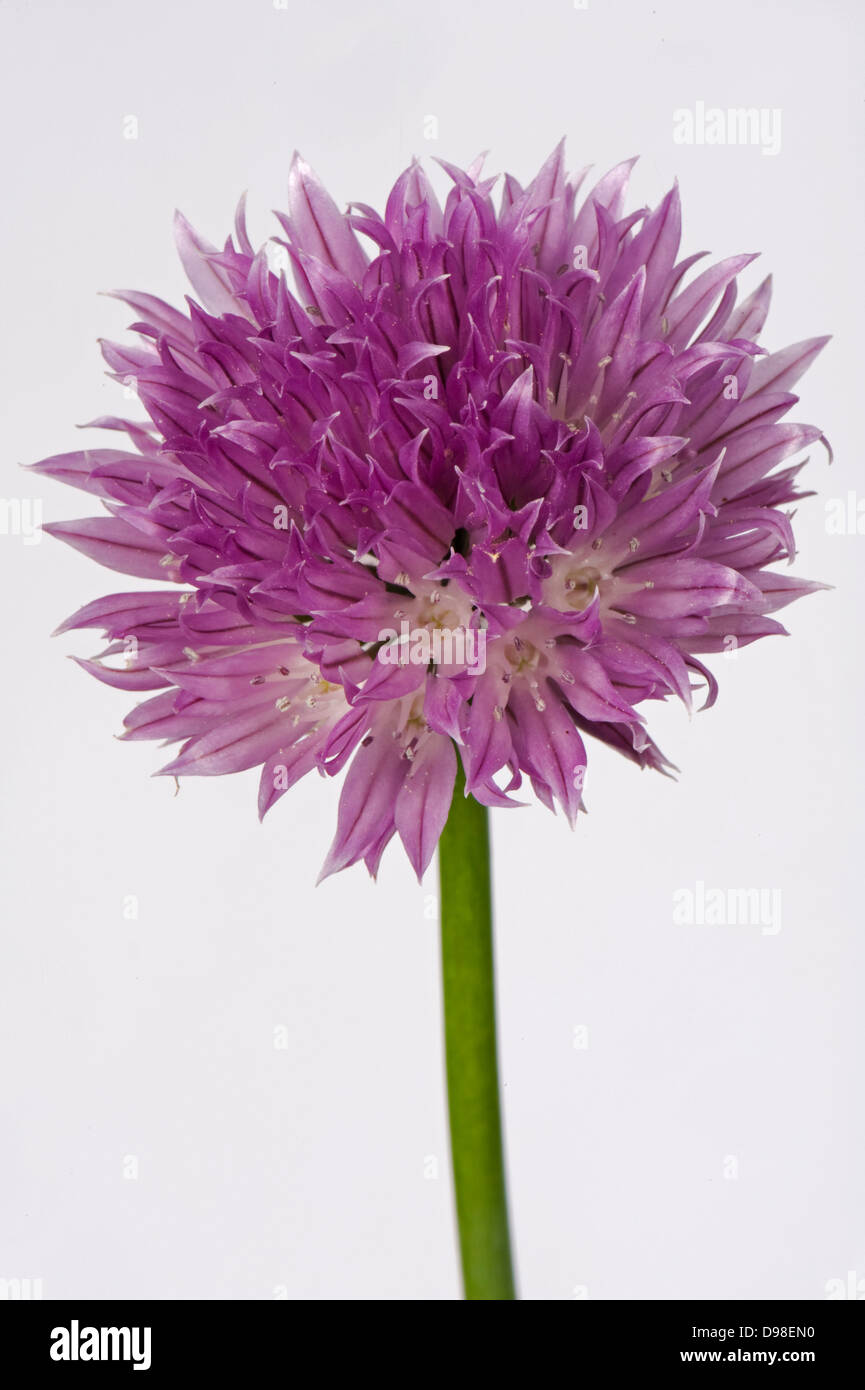Une fleur rose de ciboulette, Allium schoenoprasum, d'une cuisine l'herbe de la famille des oignons Banque D'Images