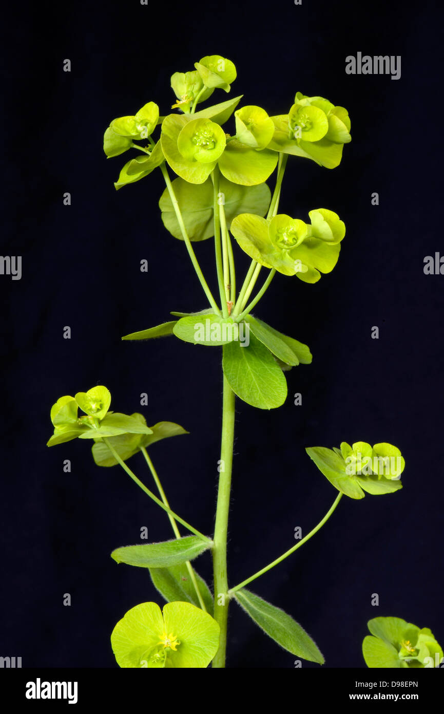 Wood spurge Euphorbia amygdaloides fleurs vert clair Banque D'Images