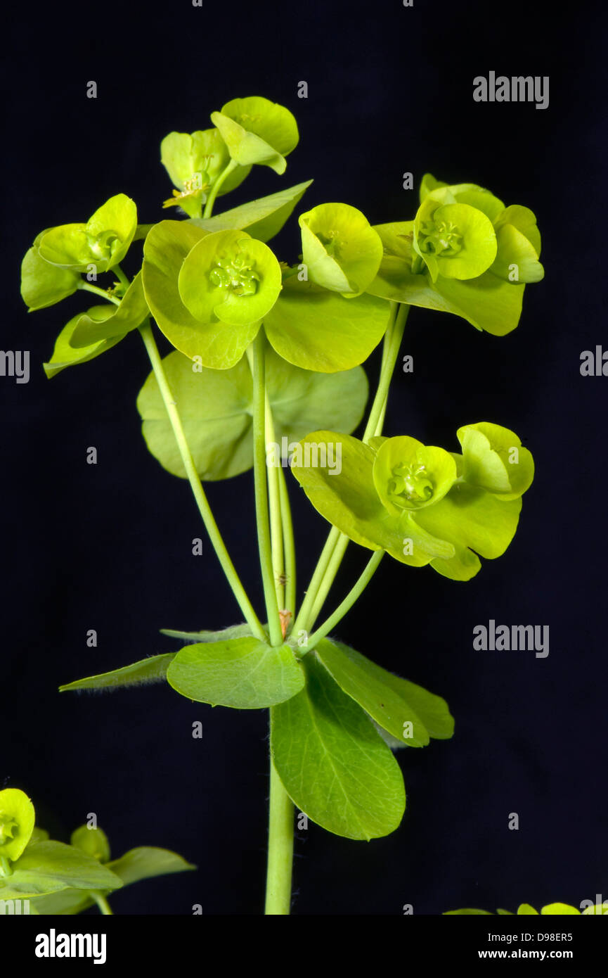 Wood spurge Euphorbia amygdaloides fleurs vert clair Banque D'Images