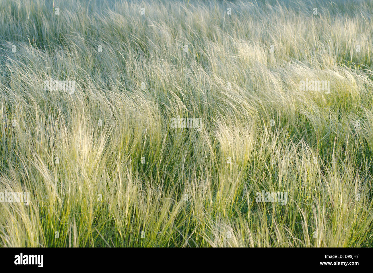 L'herbe en plumes, l'aiguille de l'herbe, ou des graminées (Stipa sp.), Crimée, Ukraine, Europe de l'Est Banque D'Images