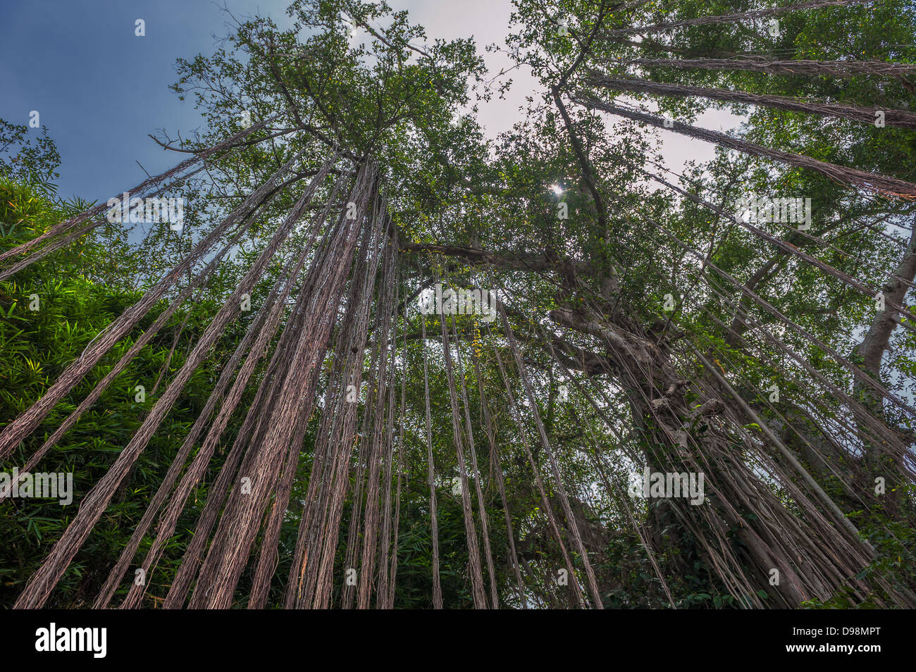 Des racines aériennes d'un grand arbre Banque D'Images