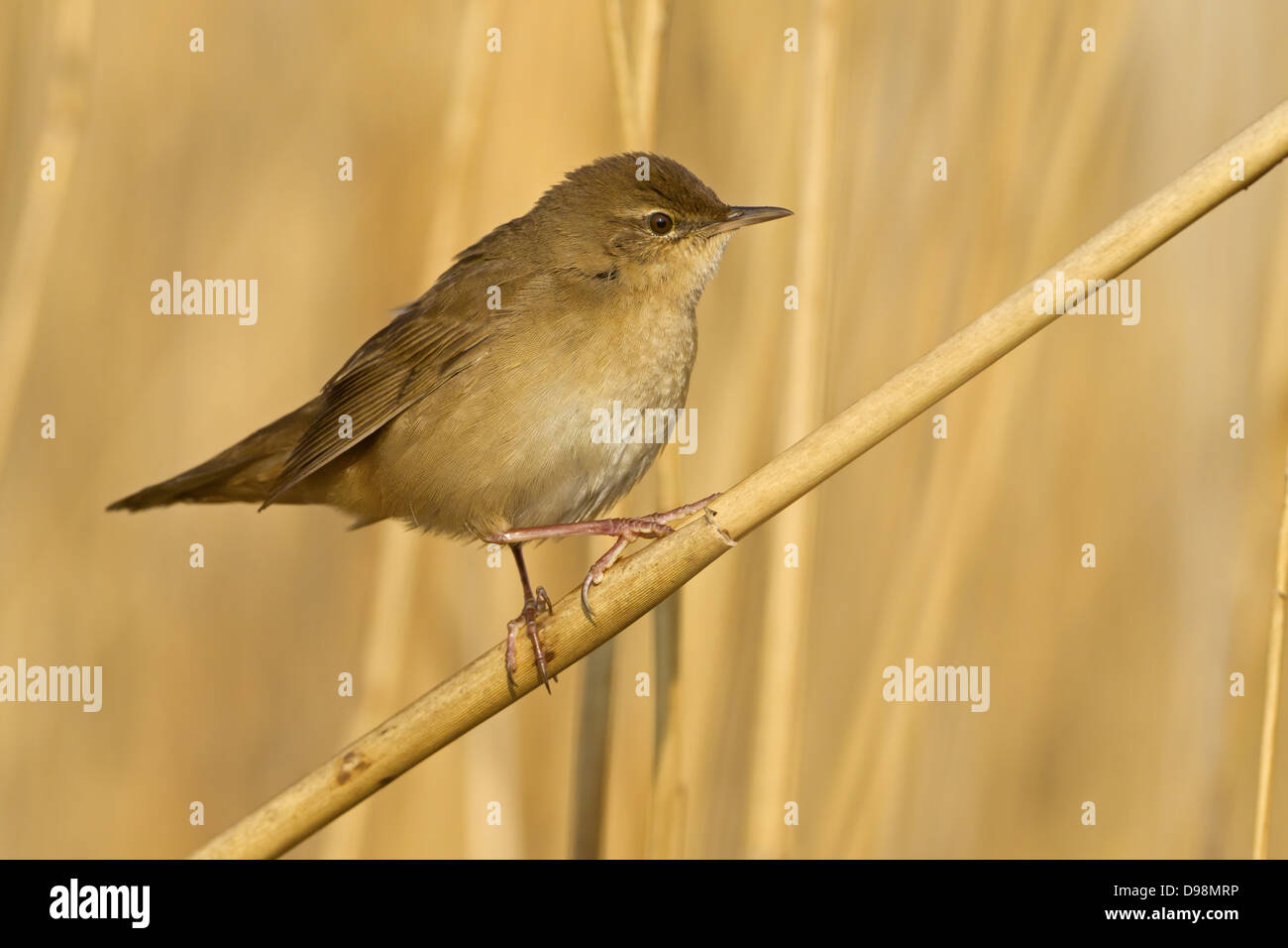 Savi's Warbler, Locustella luscinioides Locustelle luscinioïde, Rohrschwirl, Banque D'Images