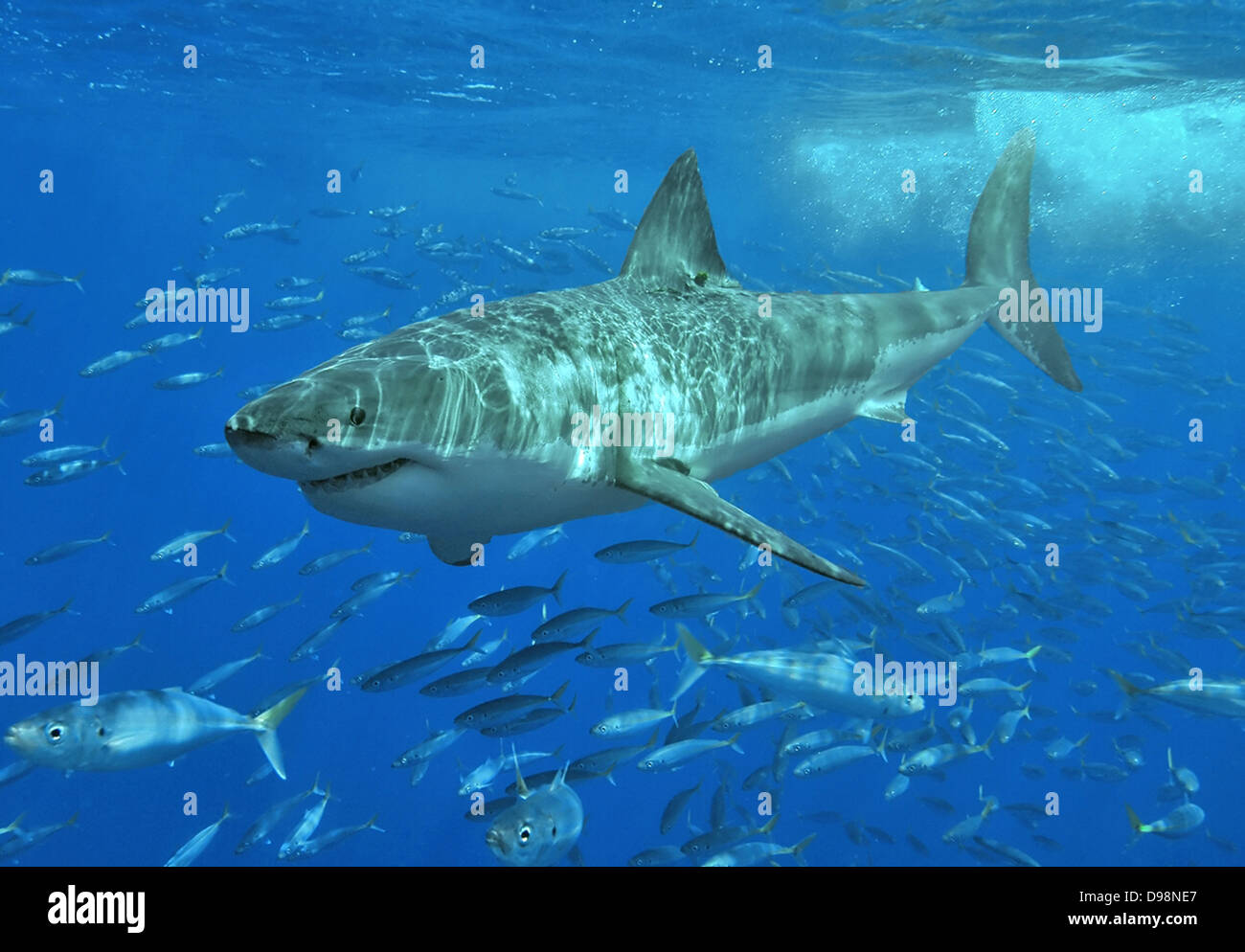 Shark avec banc de poissons piscine ci-dessous. Mer océan bleu Histoire Naturelle de requin Banque D'Images
