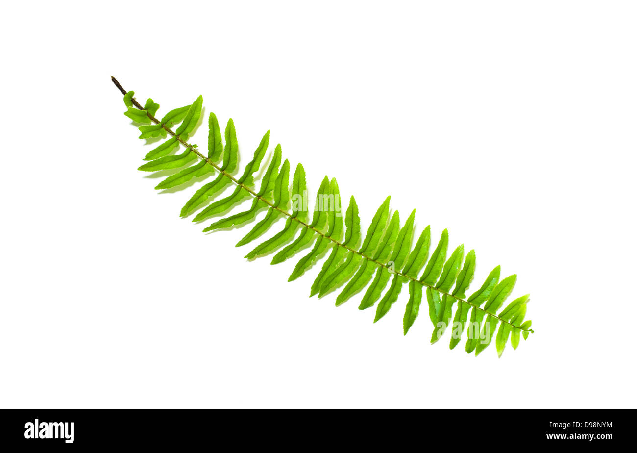 Le Fern leaf isolé sur fond blanc Banque D'Images