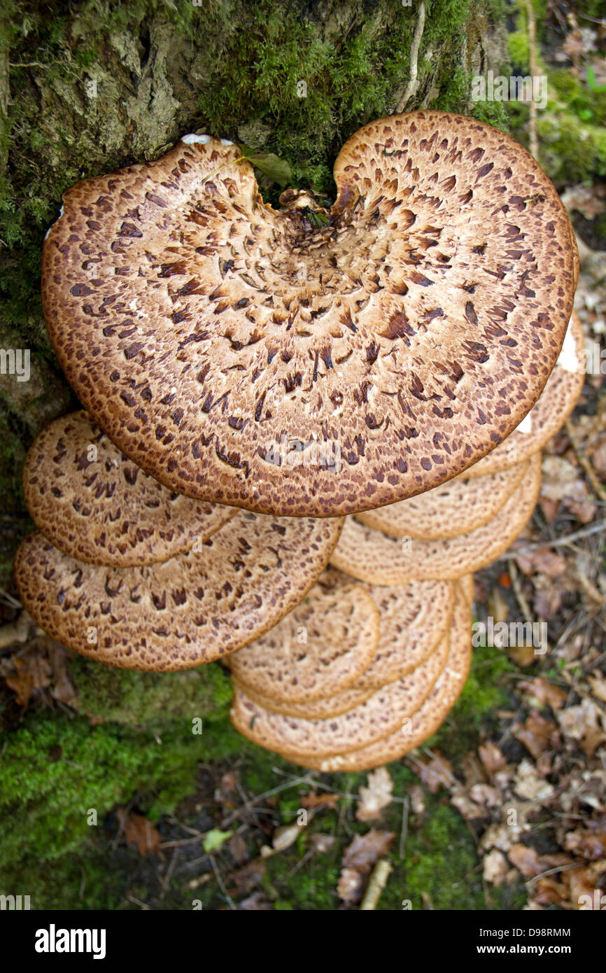 La dryade champignon Polyporus squamosus (Selle) Banque D'Images