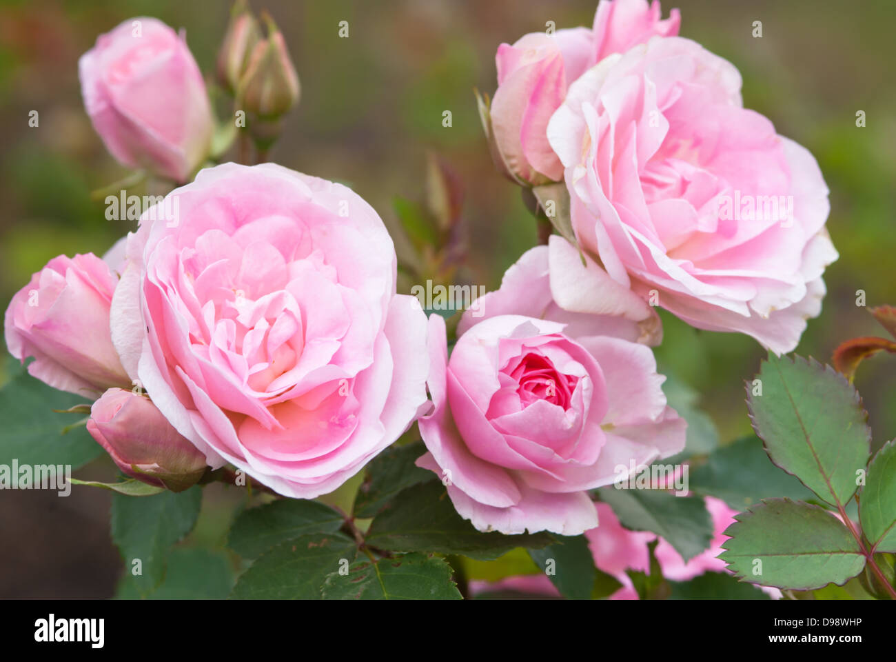 Une grappe de Morden blush rose fleurs rose hardy dans un jardin d'été  montrant différentes étapes de la floraison, de la position fermée à la  position entièrement ouverte Photo Stock - Alamy