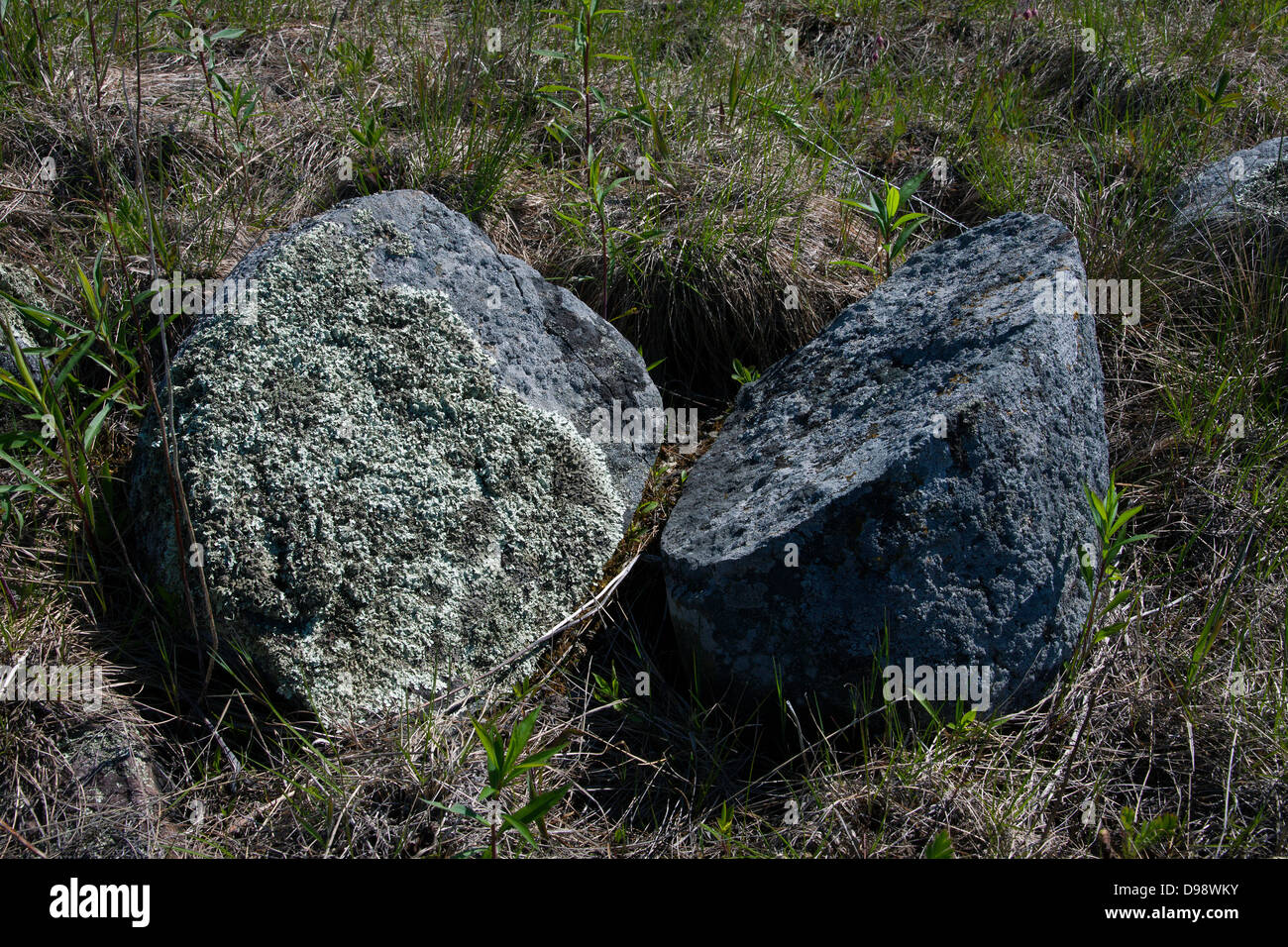 Incrustés sur les lichens foliacés erratiques glaciaires fracturée, le nord du Michigan USA Banque D'Images