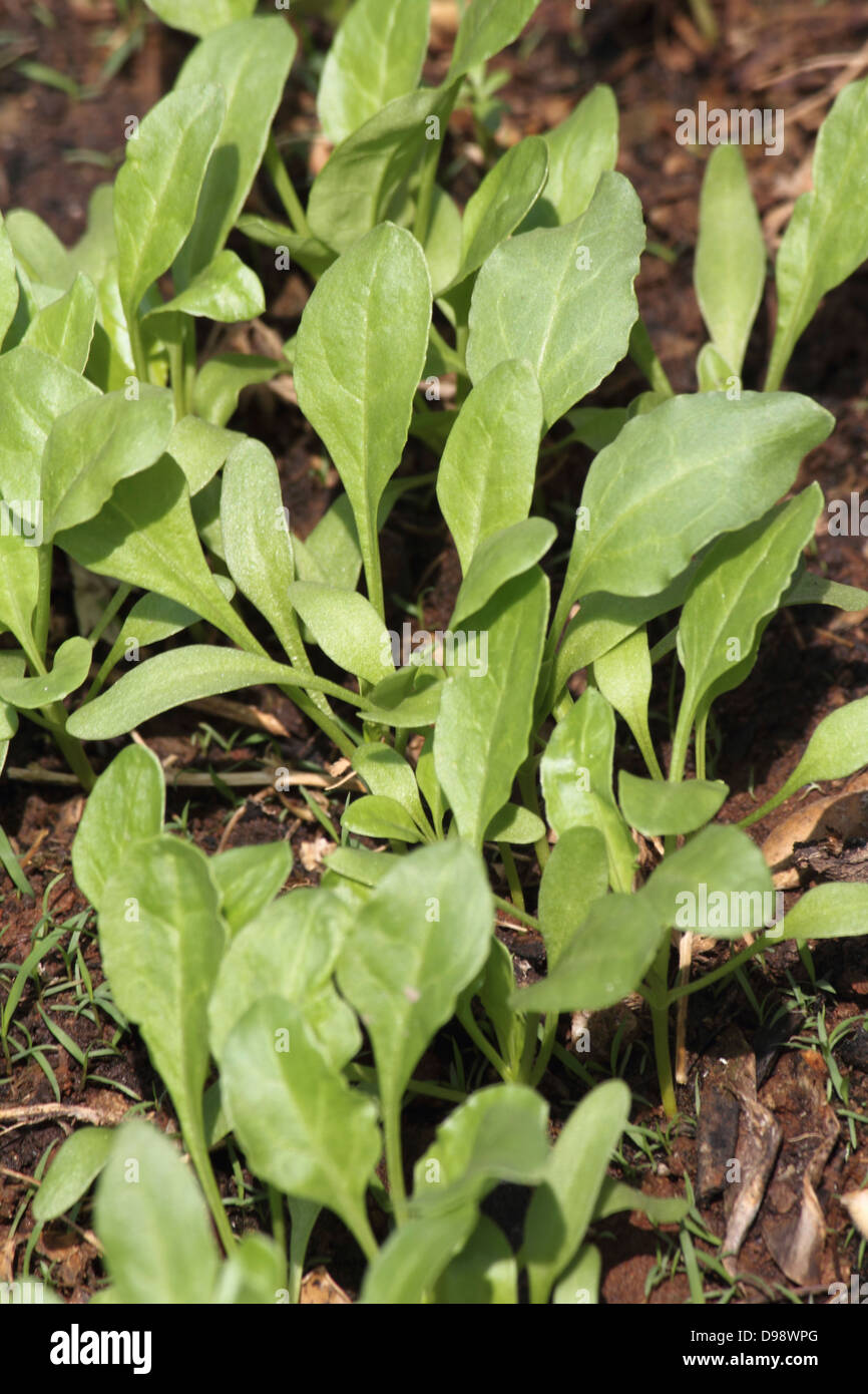 Les épinards, Spinacia oleracea Banque D'Images