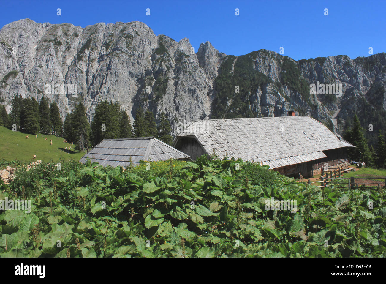 Chalet de montagne dans les montagnes Karavanke Korosica (Alpes slovènes) avec de la rhubarbe des moines (rumex alpinus) en premier plan Banque D'Images
