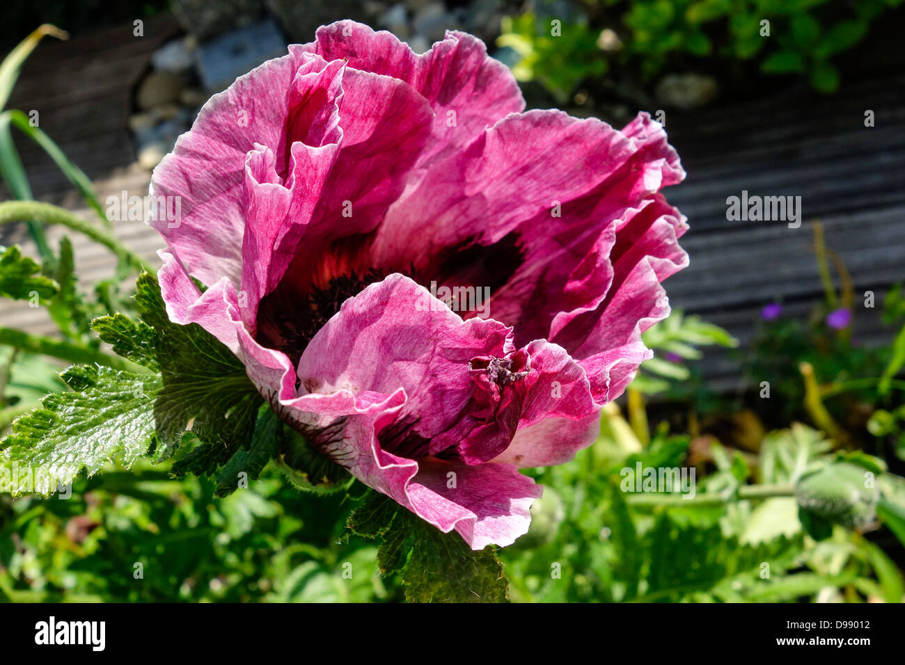 Fleur de pavot dans le jardin, pavot d'orient, Papaver orientale Banque D'Images