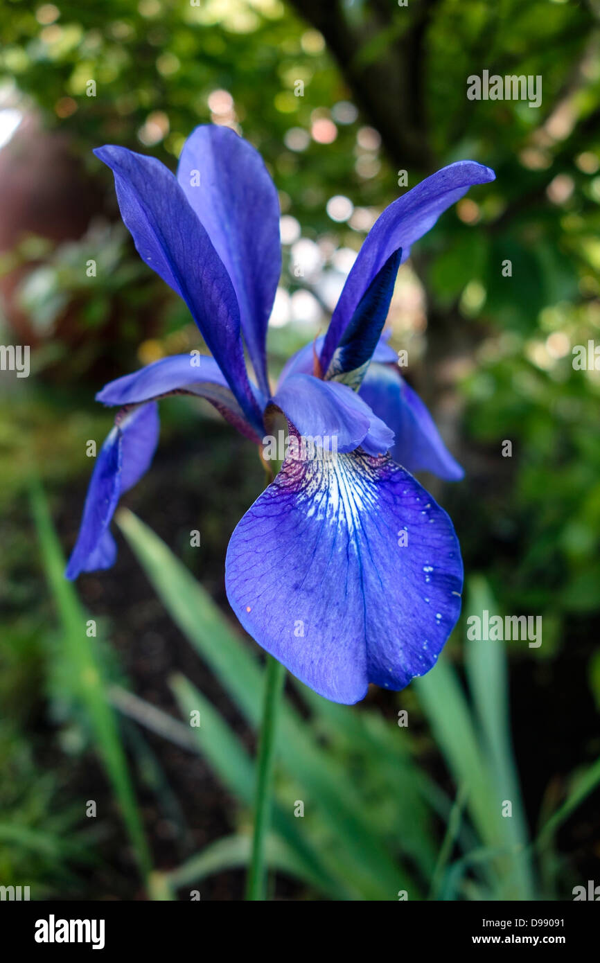 Fleur bleu Iris de Sibérie (Iris sibirica) Banque D'Images