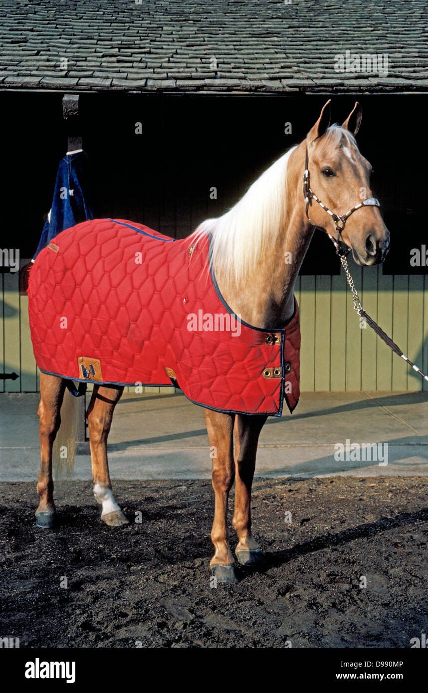 Un beau jeune étalon palomino porte une couverture de cheval rouge et un beau petit argent tout en posant pour son portrait dans le sud de la Californie, USA. Banque D'Images