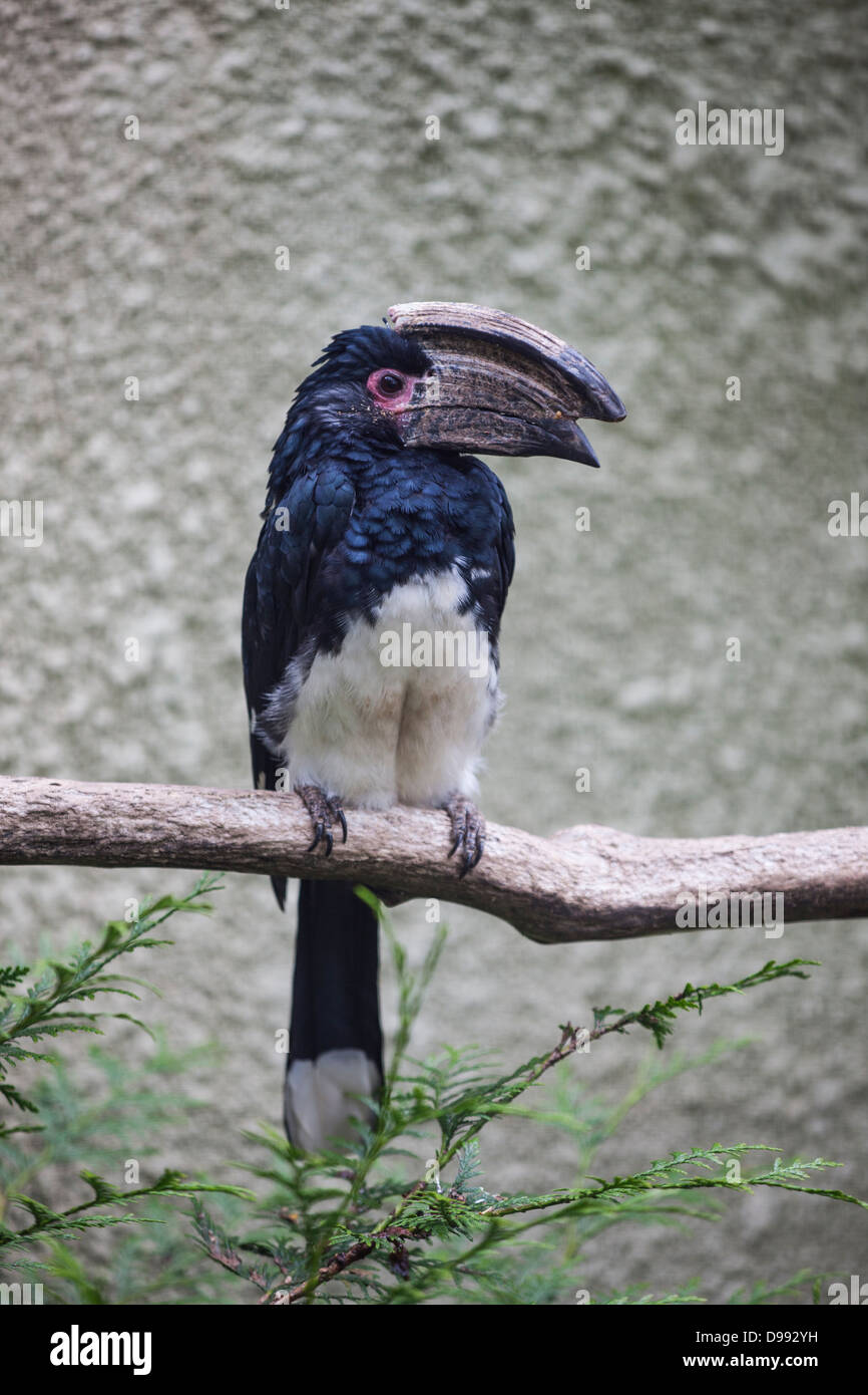 Hornbill de trumpeter - bucinator de Bycantes - perching. Banque D'Images