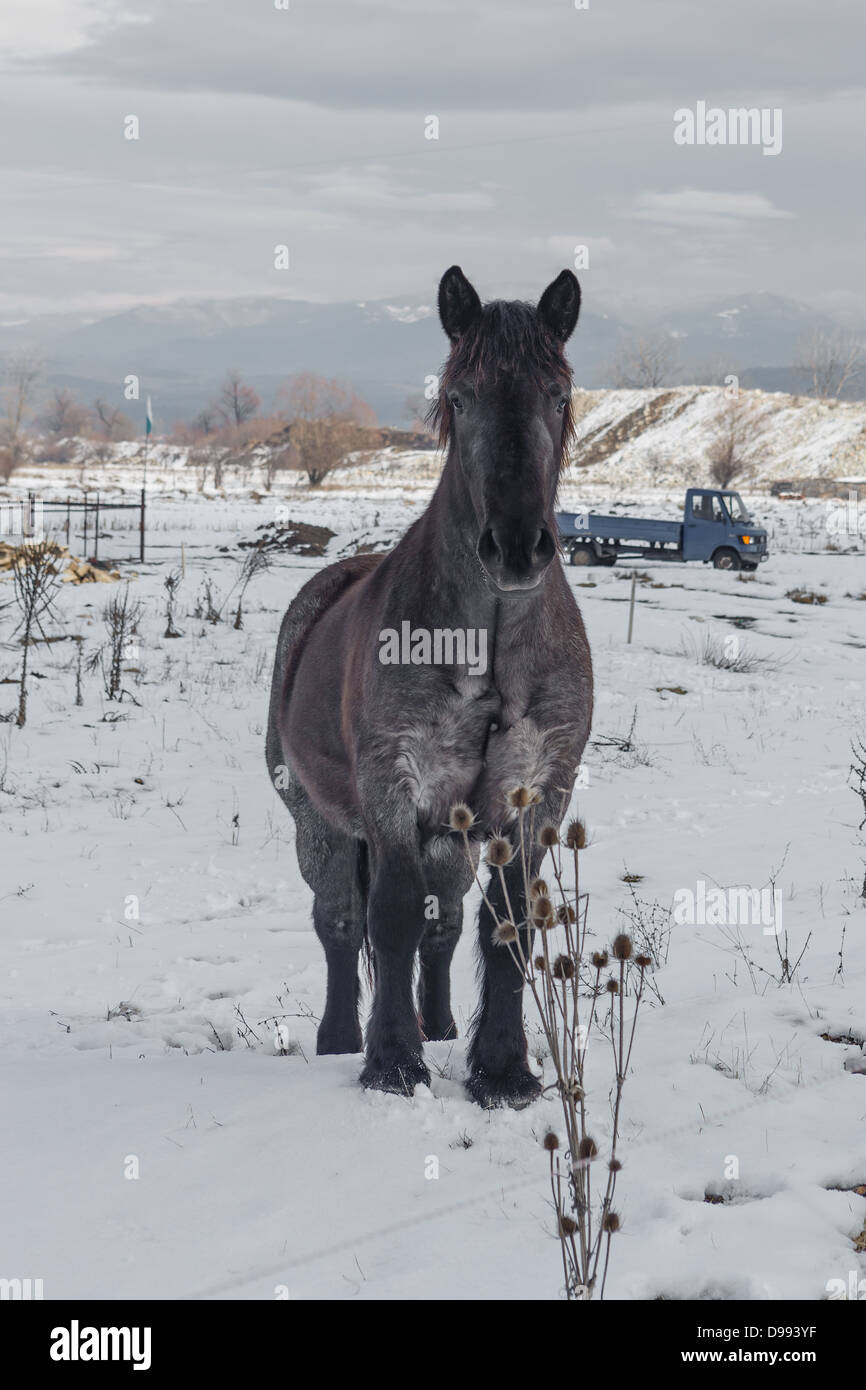 Animaux de ferme du cheval de trait au paddock Banque D'Images