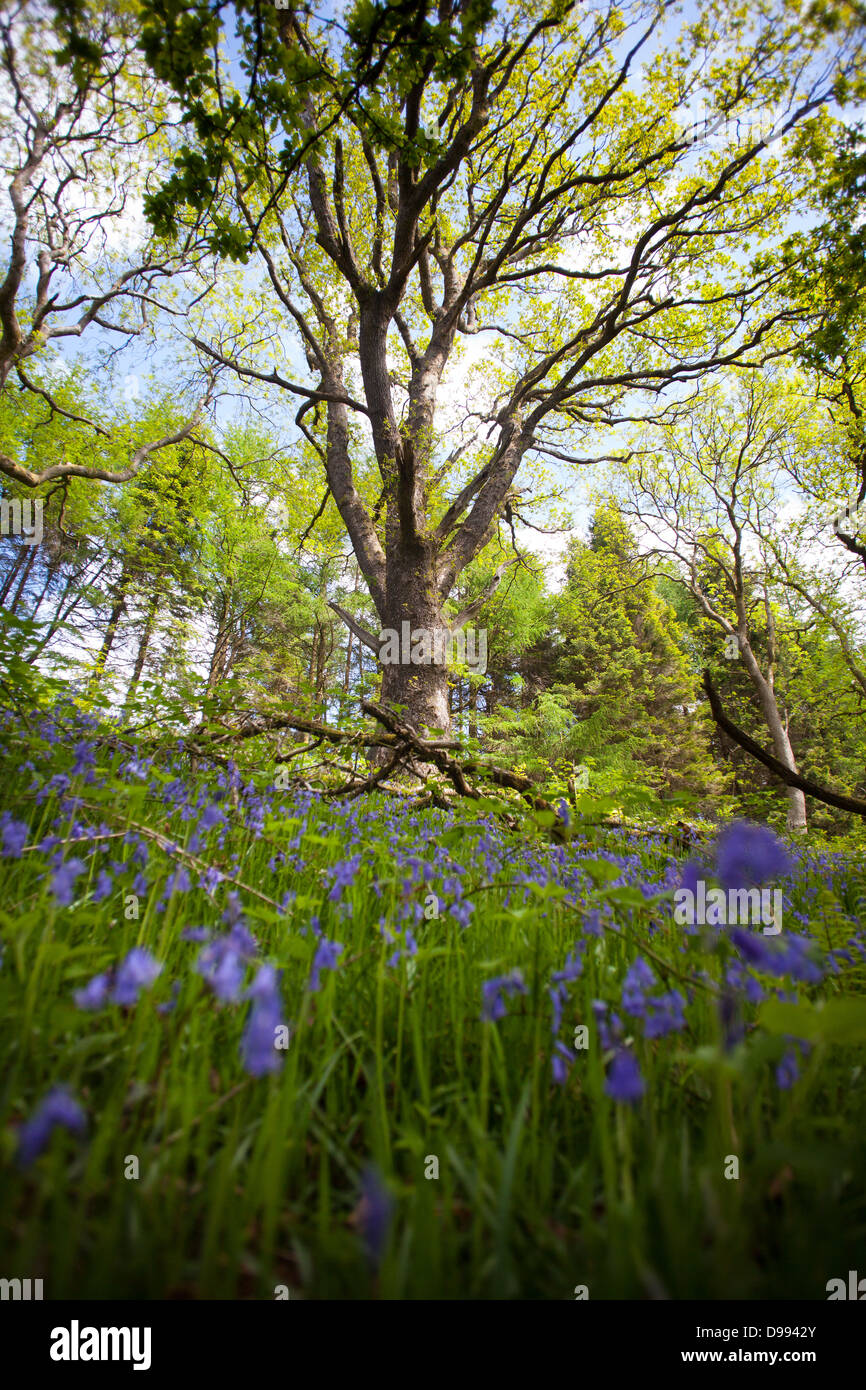 Bluebells dans une forêt de la four falls trail dans les Brecon Beacons, le Pays de Galles. Banque D'Images