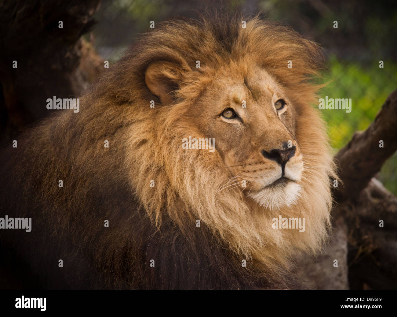 Près d'un lion mâle avec une grande crinière, dans un zoo. Banque D'Images
