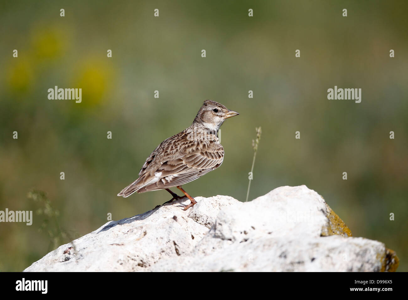 Calandre Melanocorypha calandra,, seul oiseau sur rock, Bulgarie, mai 2013 Banque D'Images