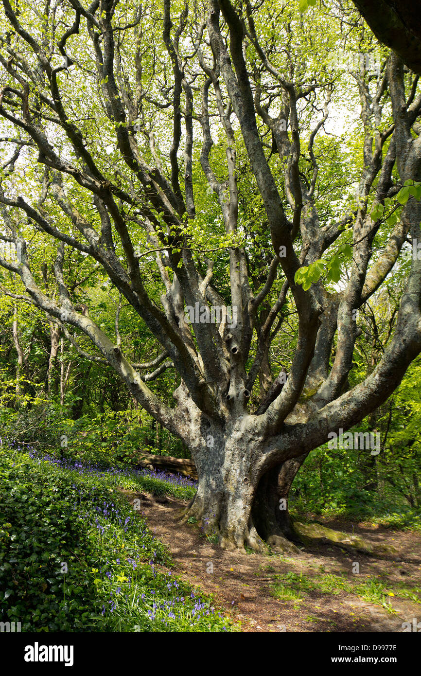 Vieux Chêne arbre dans un bois de Cornouailles, Royaume-Uni Banque D'Images