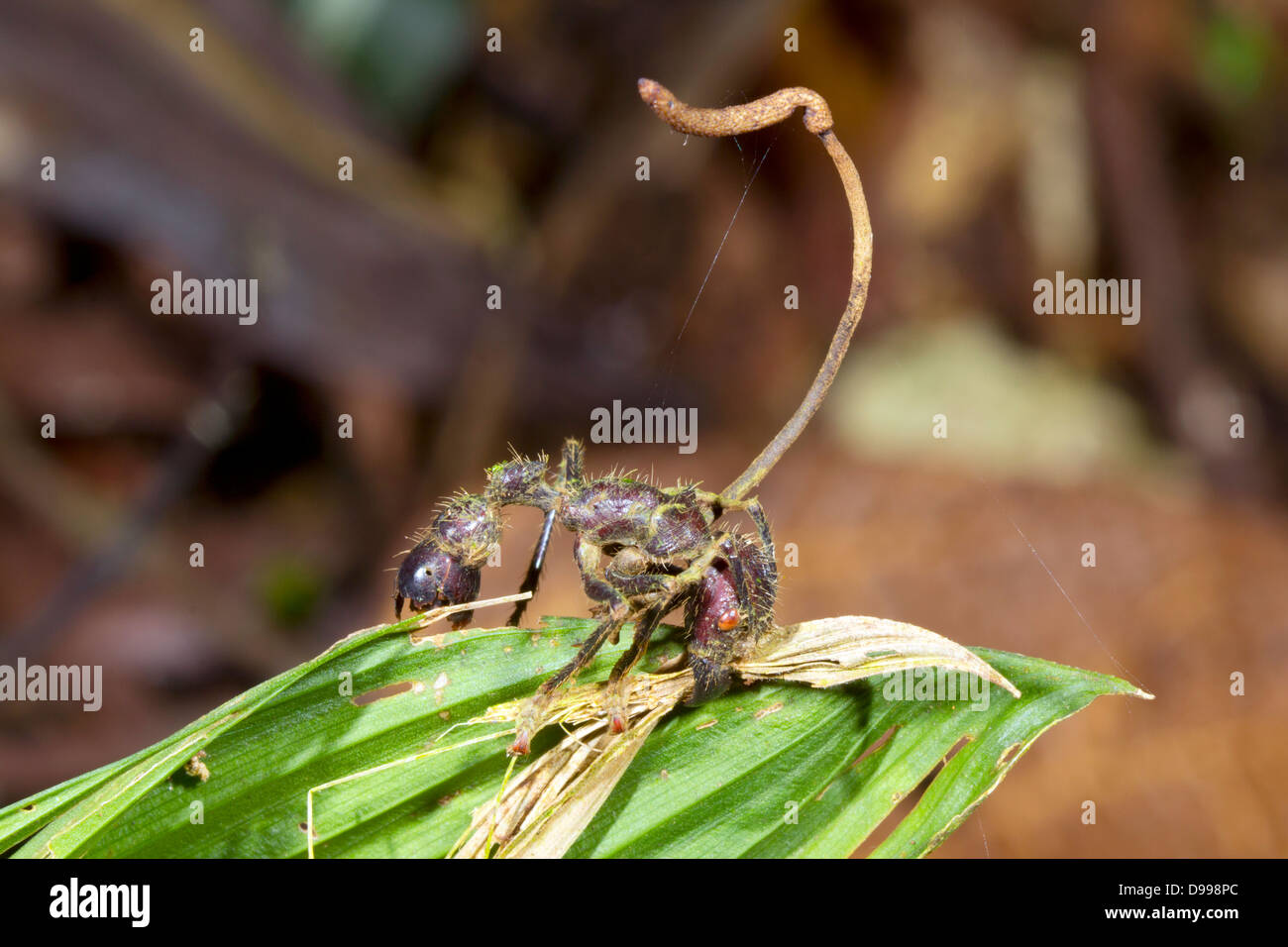 Bullet Ant (Paraponera clavata) infecté par un champignon Cordyceps. Banque D'Images