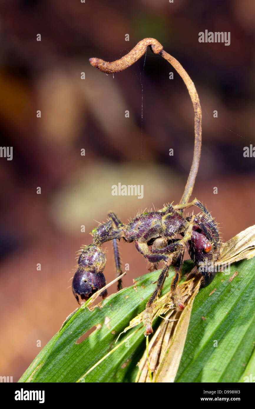 Bullet Ant (Paraponera clavata) infecté par un champignon Cordyceps. Banque D'Images