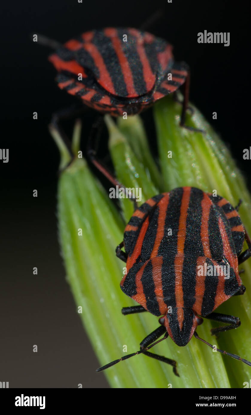 Insecte rouge et noir Banque de photographies et d’images à haute résolution Alamy