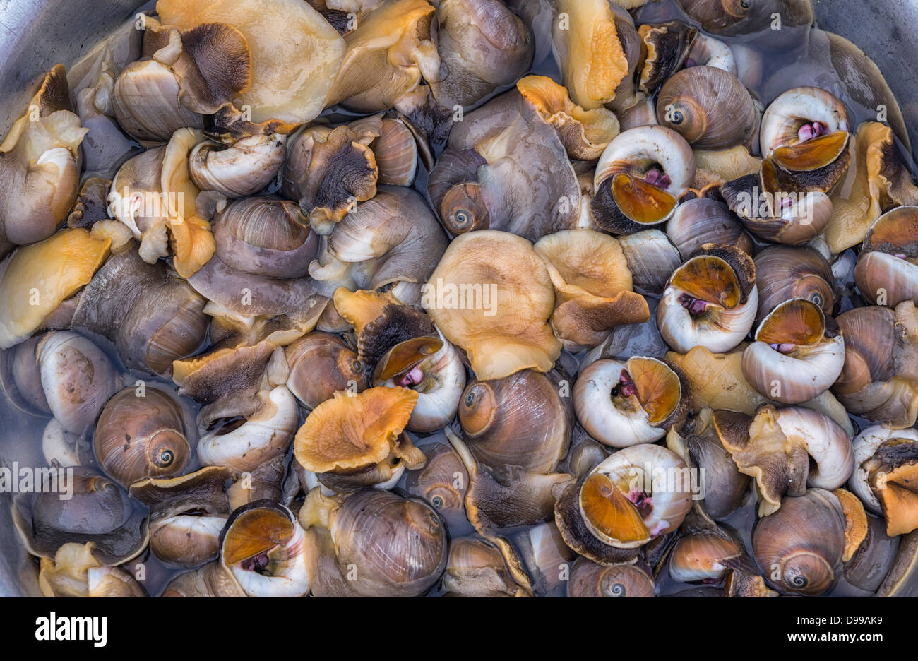 Vietnam Dong Hoi - marché d'escargots de mer ou amphibien. Banque D'Images