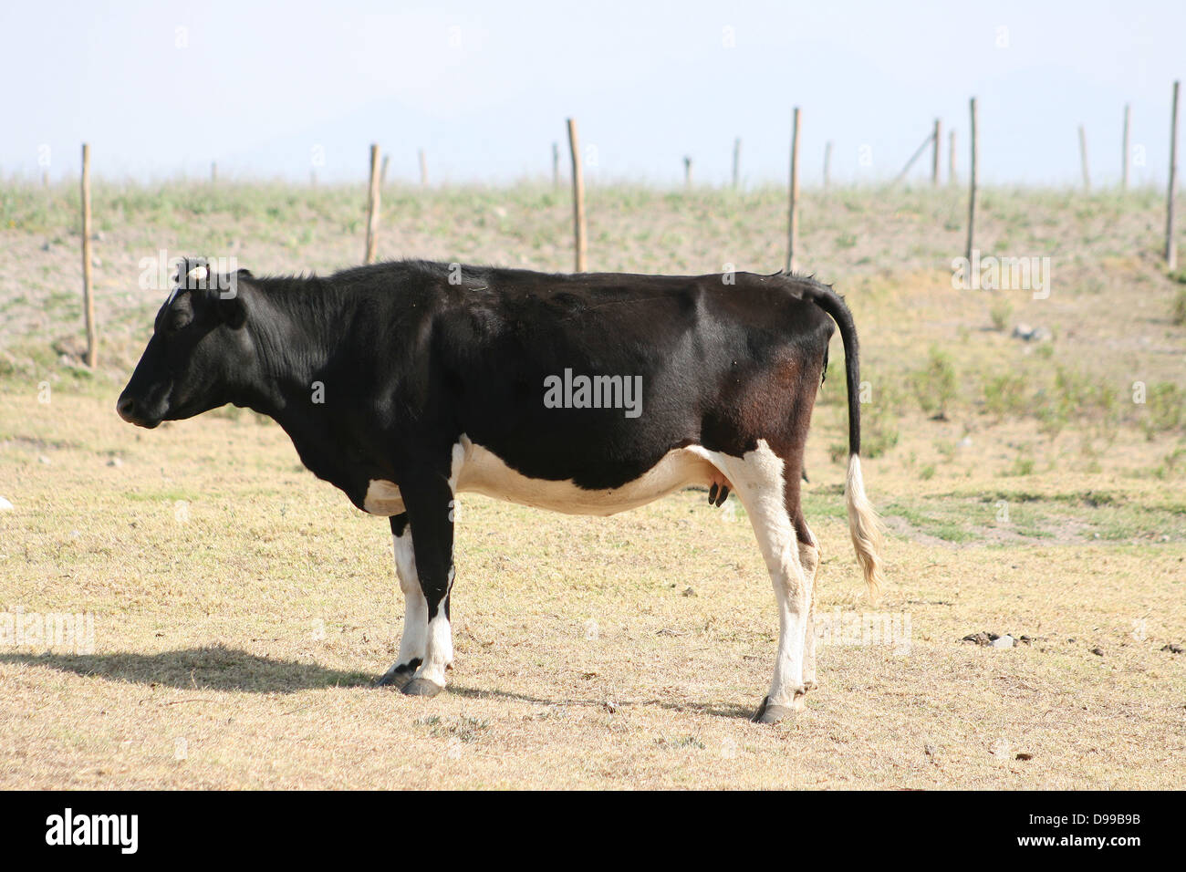 Une vache Holstein agriculteurs dans un pâturage à Cotacachi (Équateur) Banque D'Images