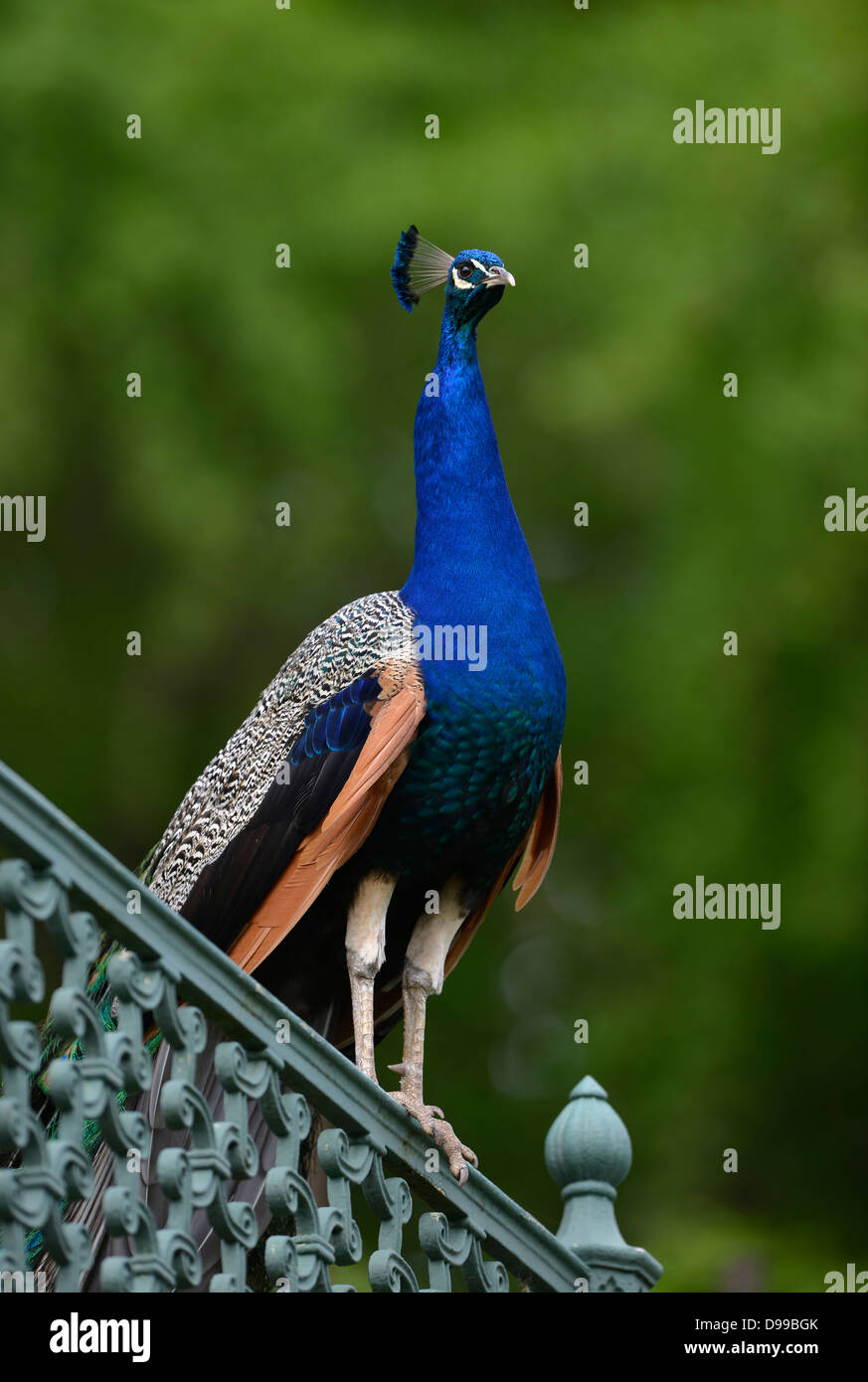 Paon bleu Pavo cristatus sur fence Banque D'Images