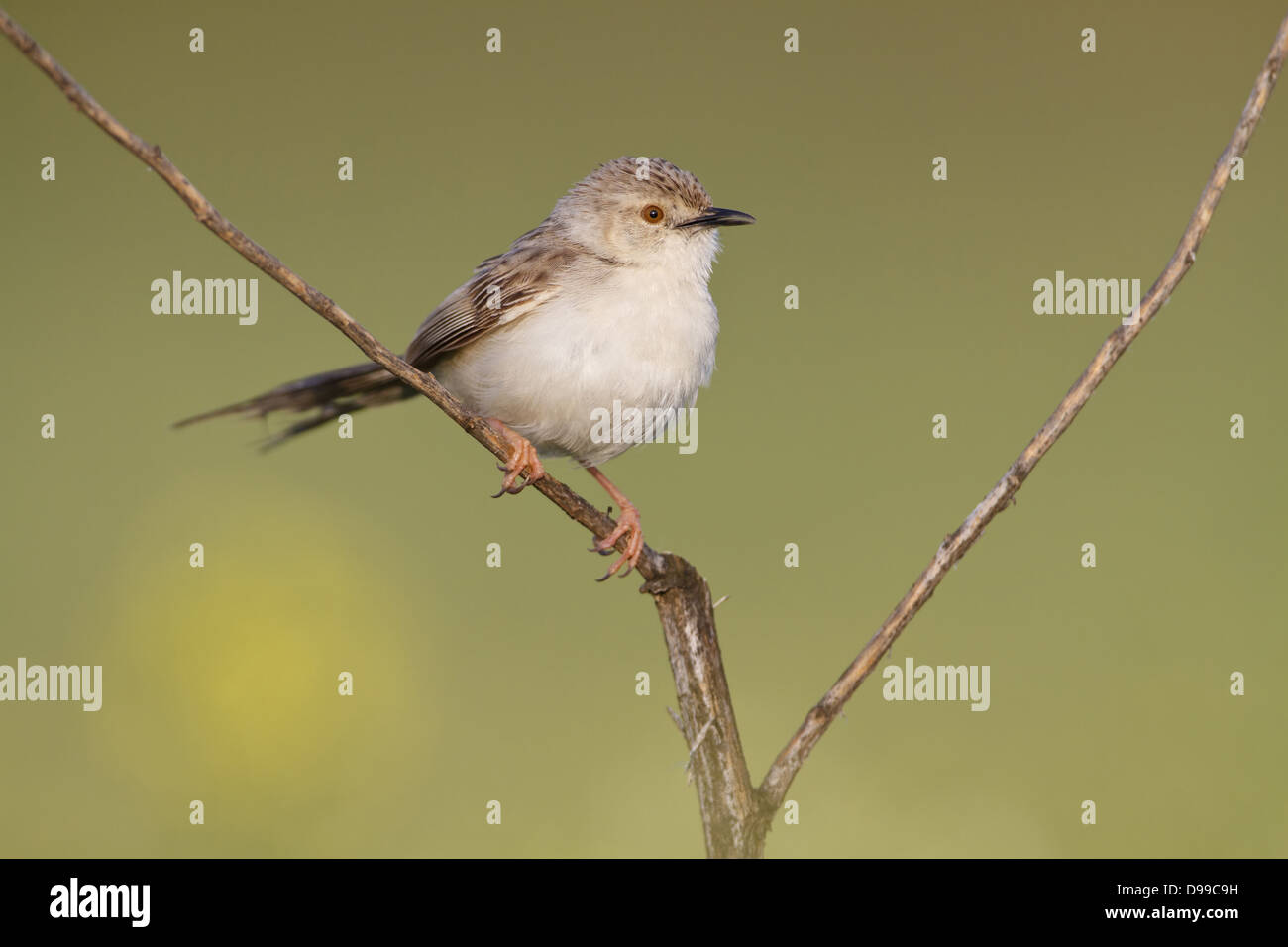 Paruline gracieux, gracieuse, Prinia gracile Prinia, Streifenprinie Banque D'Images