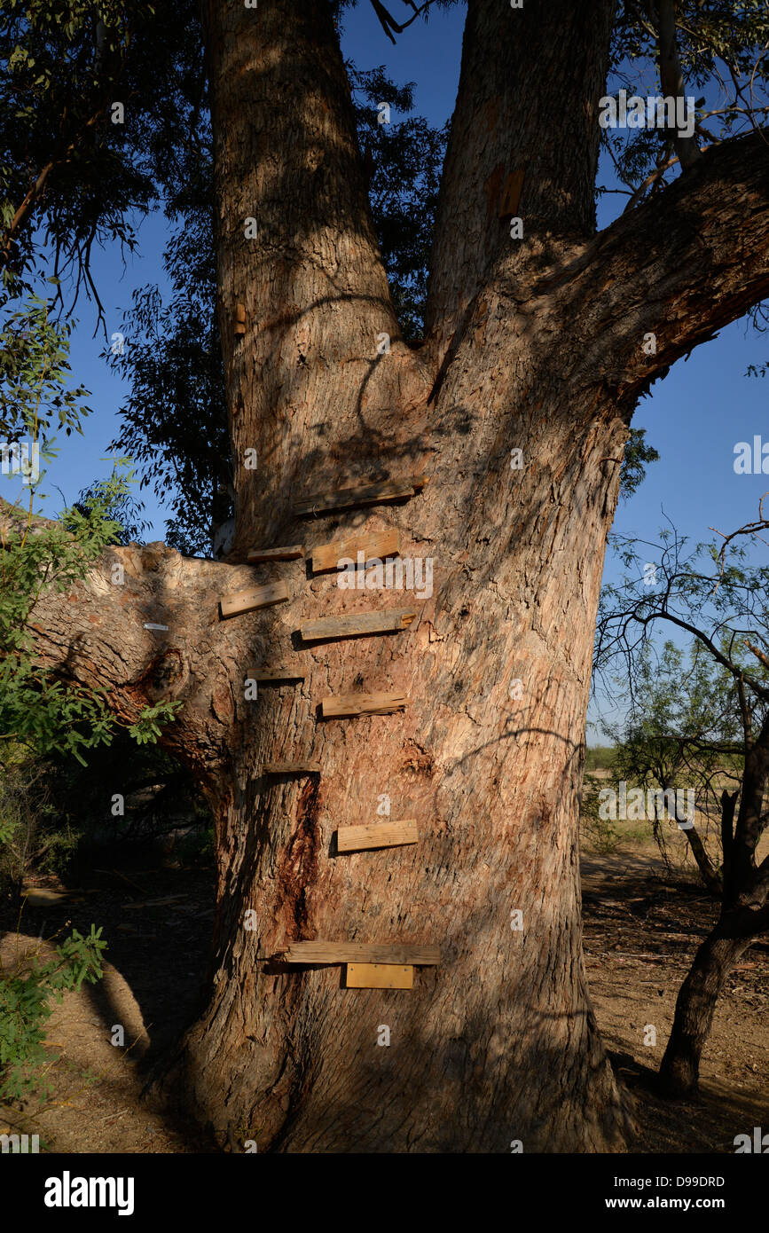 Une échelle en bois mène à une maison d'arbre dans un vieux, grand arbre à Tucson, Arizona, USA. Banque D'Images
