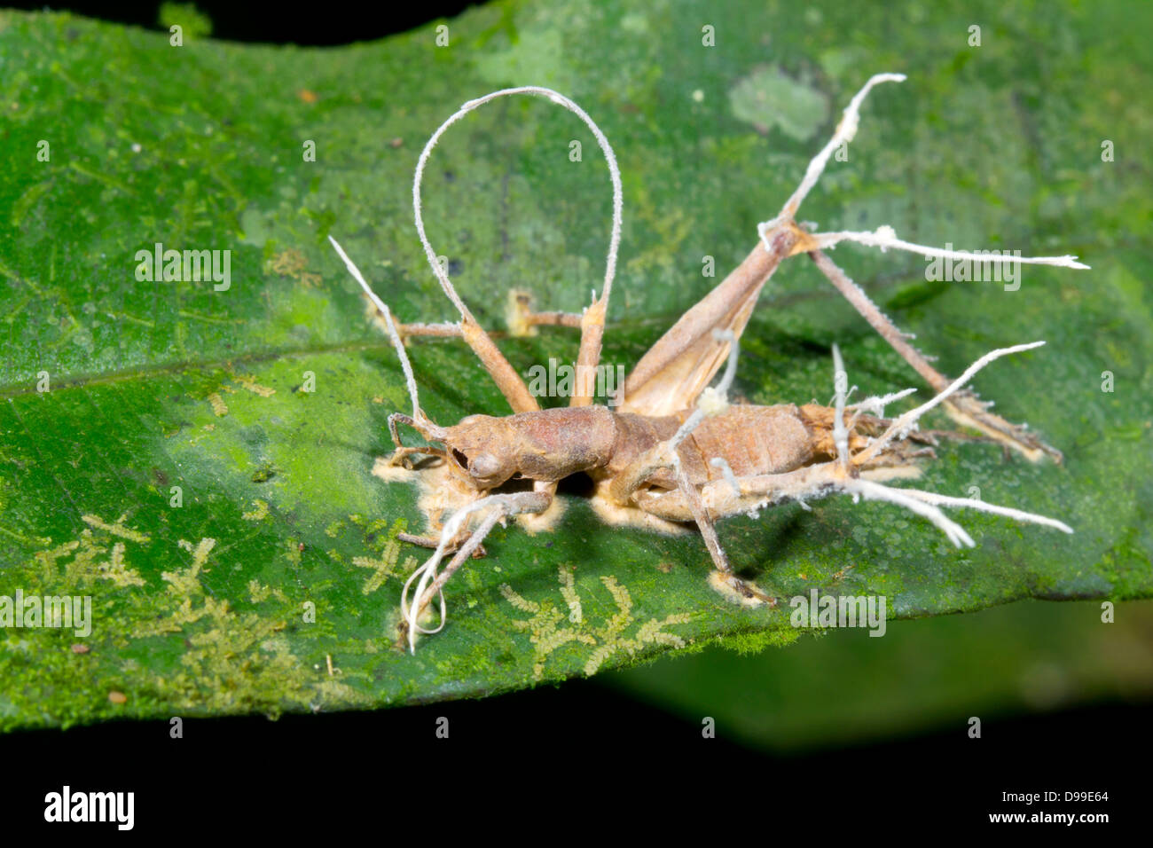 Parasités de cricket et tué par champignon Cordyceps en Amazonie équatorienne Banque D'Images