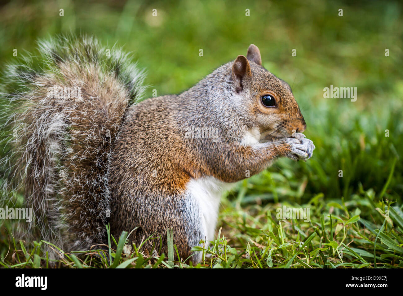 Profil d'un écureuil gris de manger les graines dans l'herbe Banque D'Images