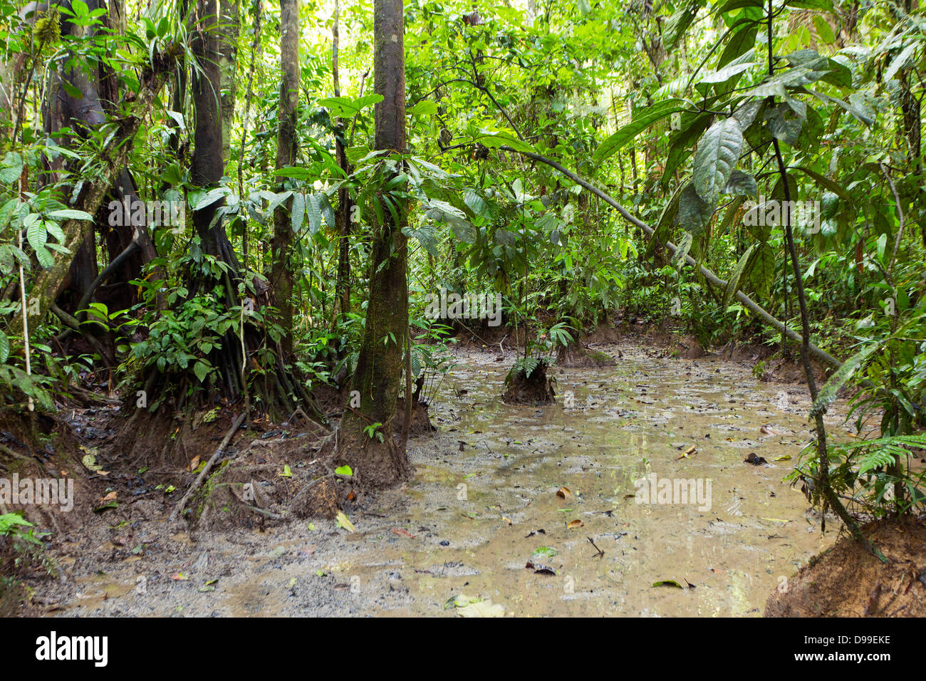 Un 'sel' lécher sur le sol de la forêt tropicale en Equateur. Les grands mammifères viennent à ces sites pour manger de la terre riche en minéraux. Banque D'Images