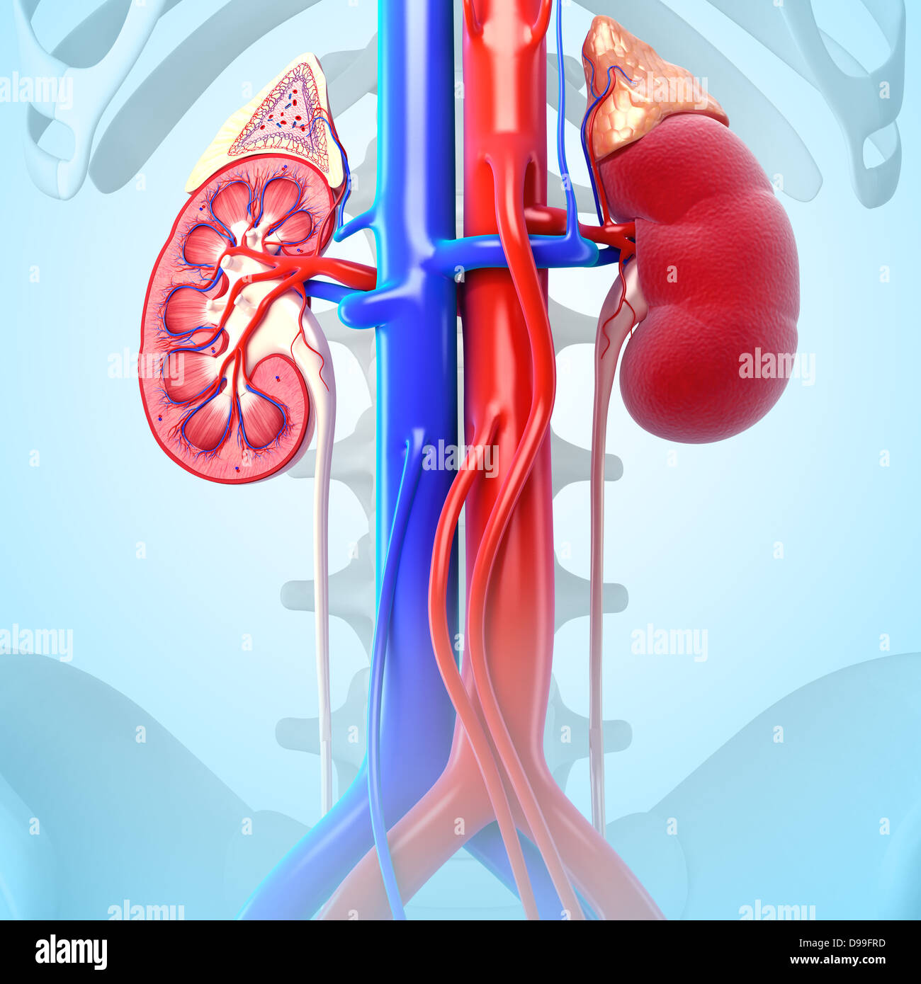 Anatomie du rein vue intérieure sous une forme différente Banque D'Images