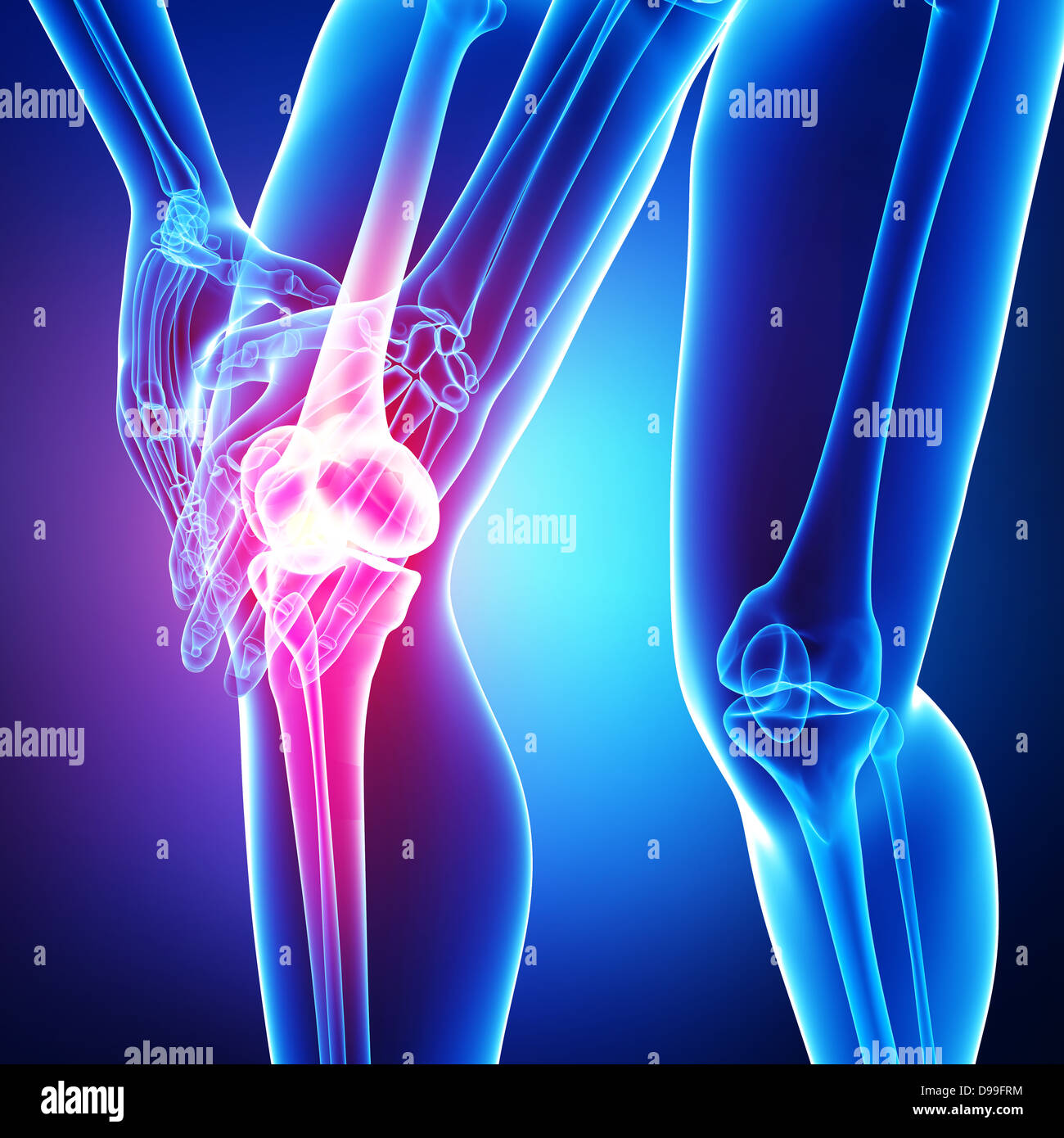 La douleur au genou de l'anatomie en bleu Banque D'Images