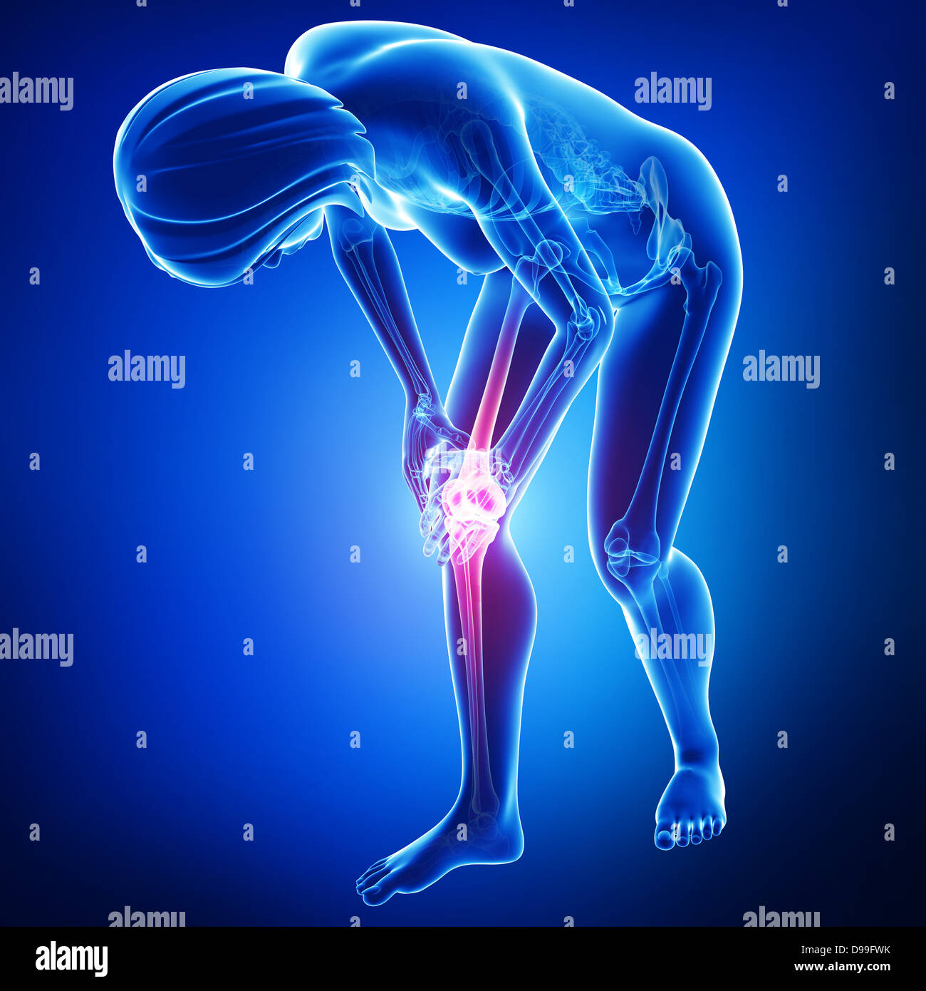 La douleur au genou de l'anatomie en bleu Banque D'Images