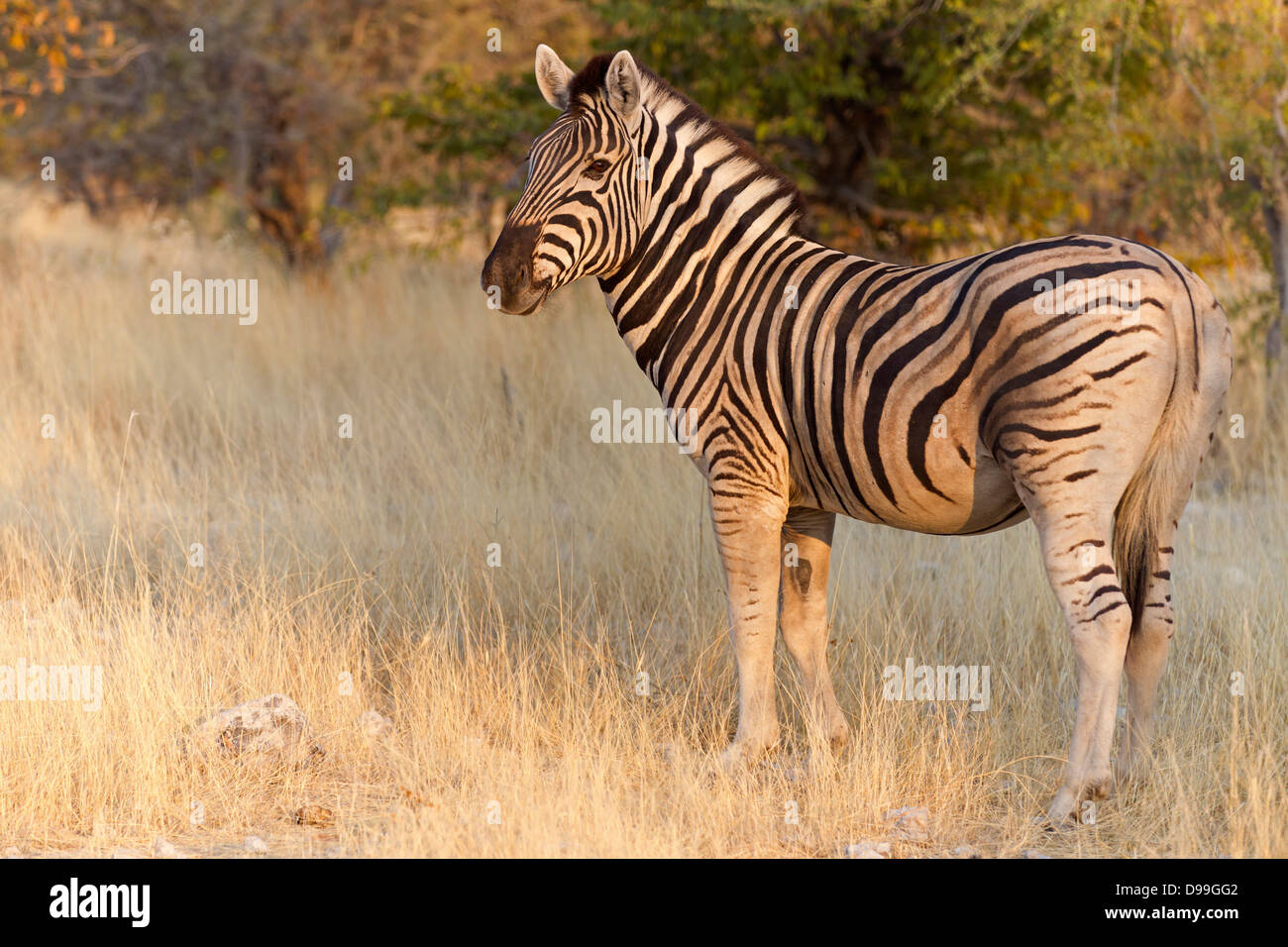 Zèbre des plaines, le zèbre, le zèbre de Burchell, Equus quagga, zèbre des plaines, le zèbre, le zèbre de Burchell, Steppenzebra Pferdeze, Banque D'Images