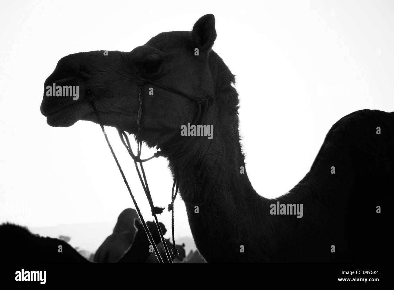 Des chameaux à Pushkar Camel Fair, Pushkar, Ajmer, Rajasthan, Inde Banque D'Images