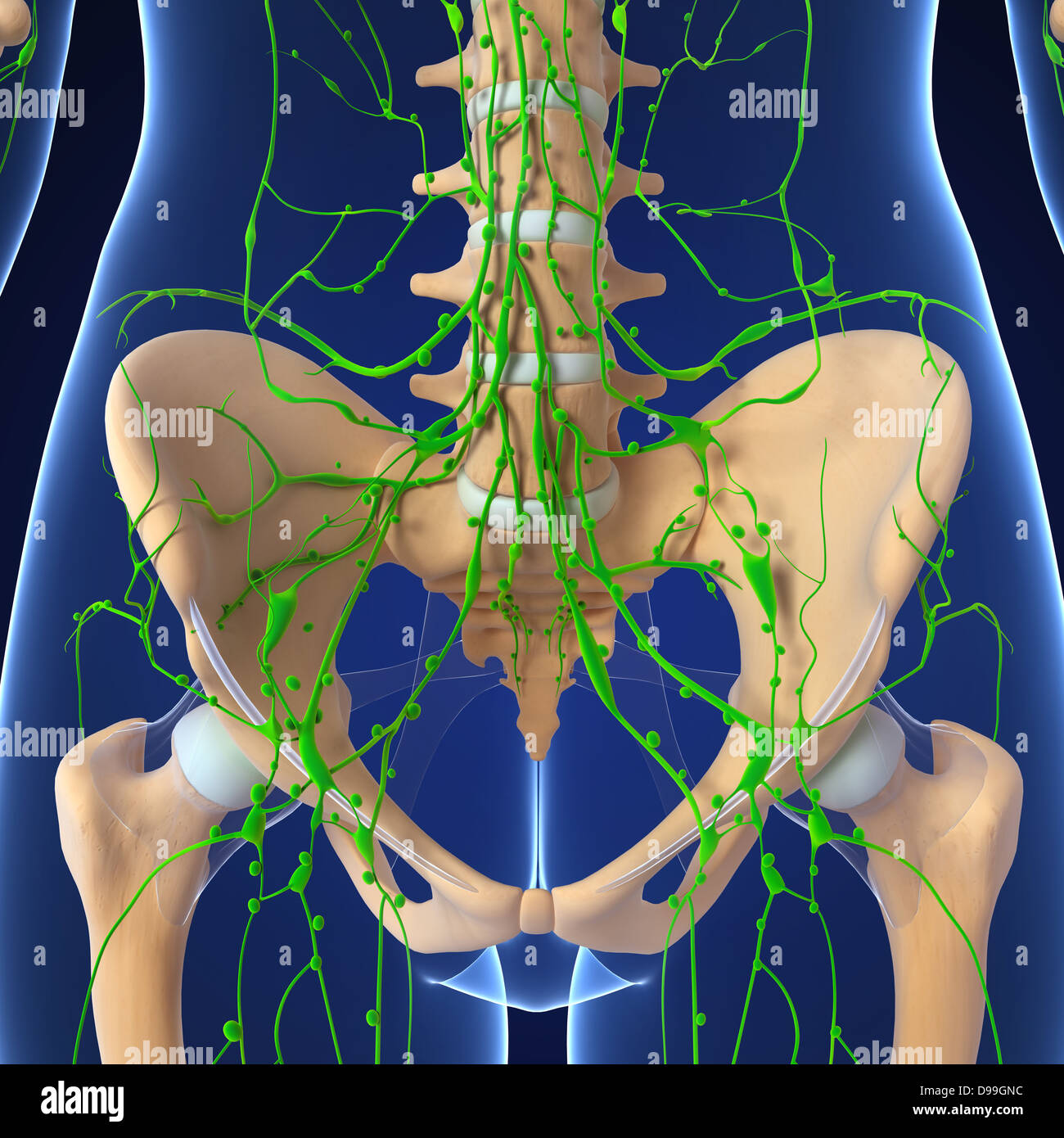 Système lymphatique de l'anatomie du corps humain Banque D'Images