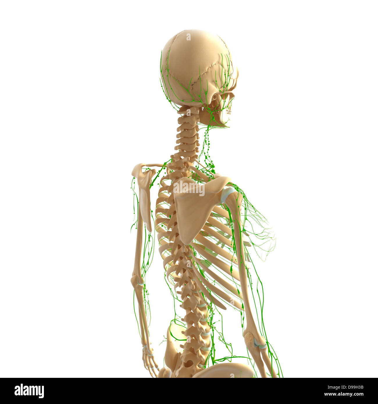 Système lymphatique de l'anatomie du corps humain Banque D'Images
